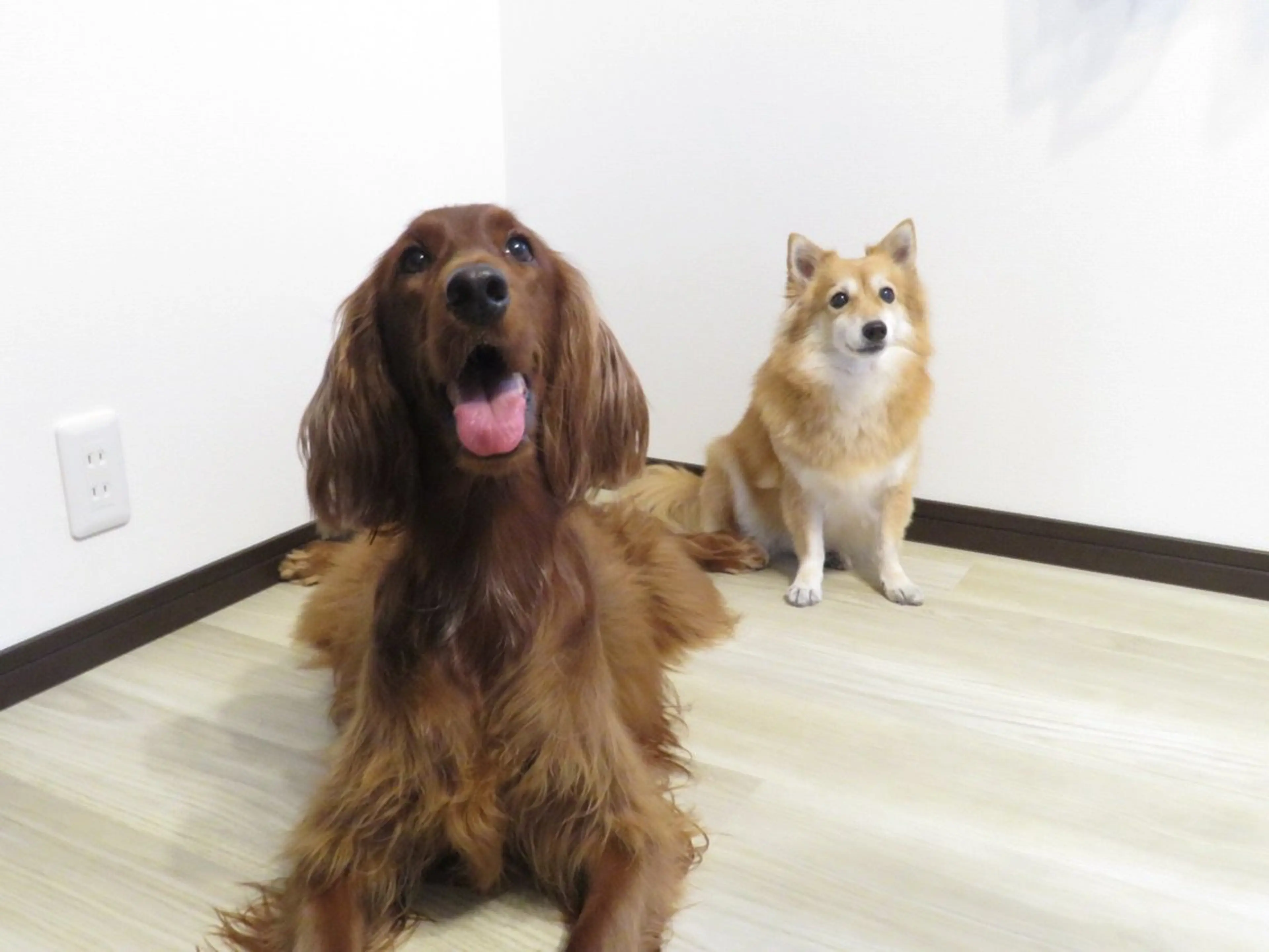 Sunny Bunnの内観・外観3