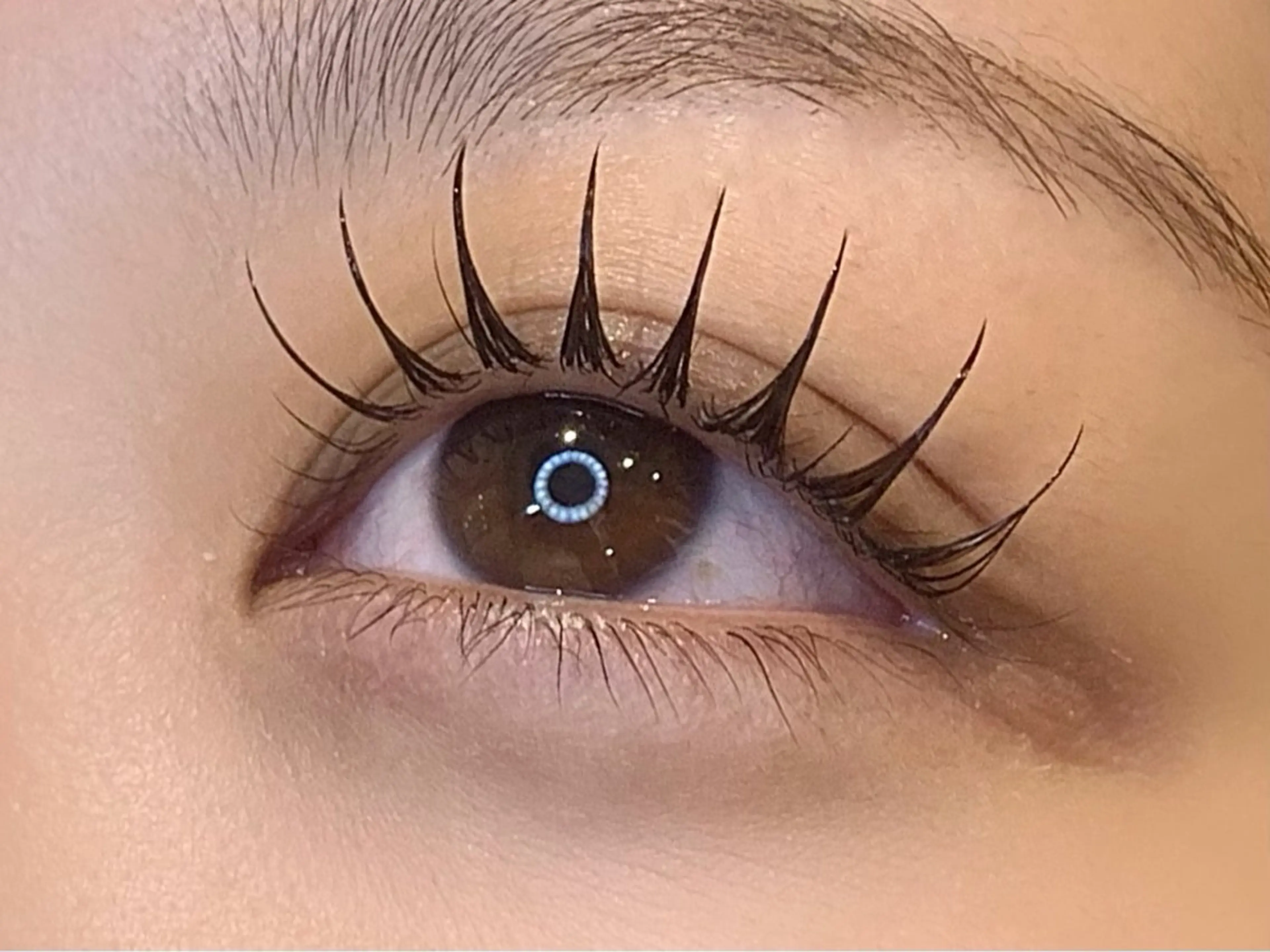 12月10日限定🎄✨【オフ無し】フラットラッシュ１２０本の写真