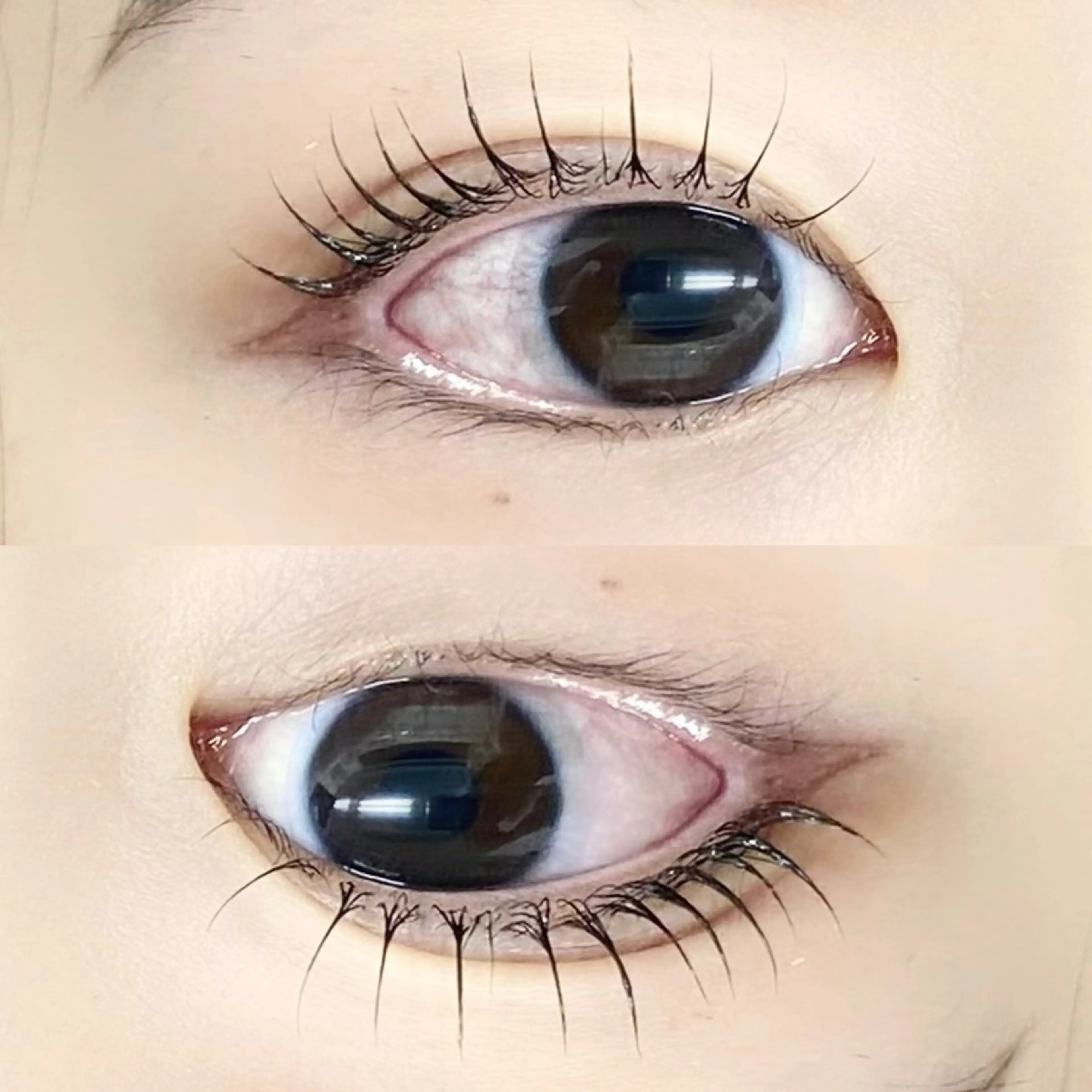 ✨パリジェンヌラッシュリフト✨[神楽坂/飯田橋]の写真