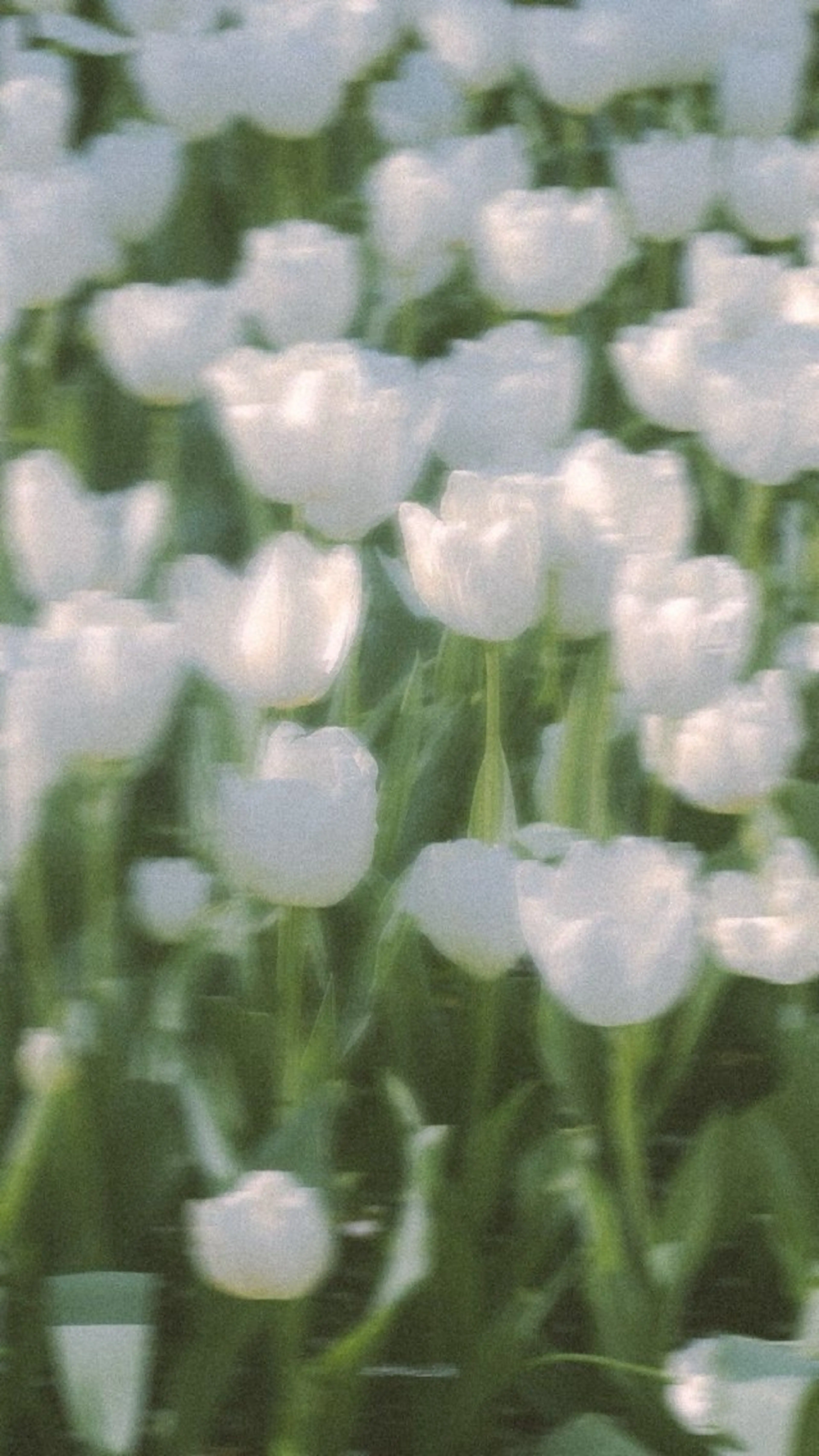 オト/レイヤー/ Wカラーのヘアスタイル