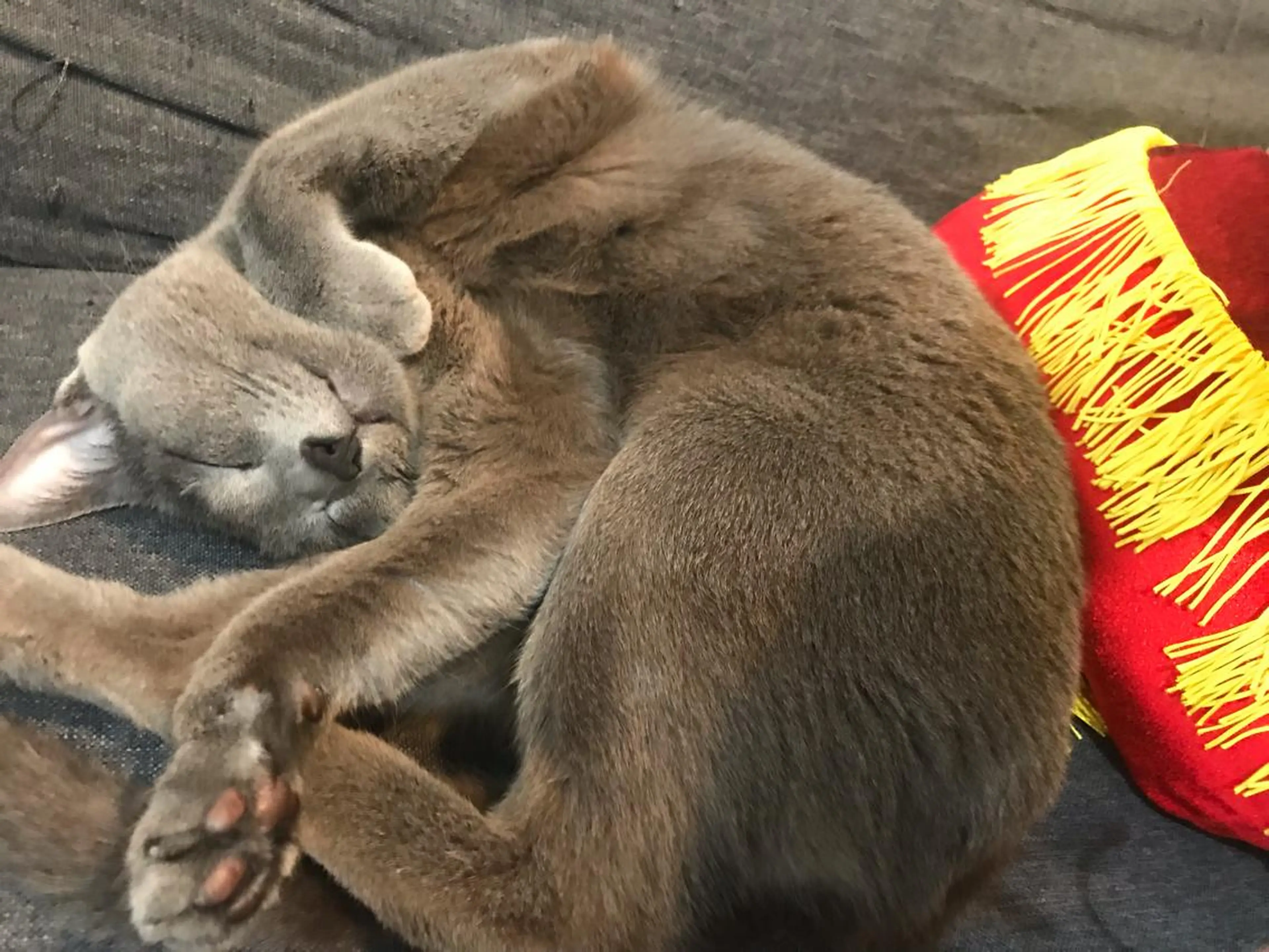 ショート カラー パーマ ヘアアレンジ メンズ キッズ ネイル マツエク・マツパ アイブロウ アニメ,Vオタク× 即効痩せエステサロンのエステ・リラクイメージ