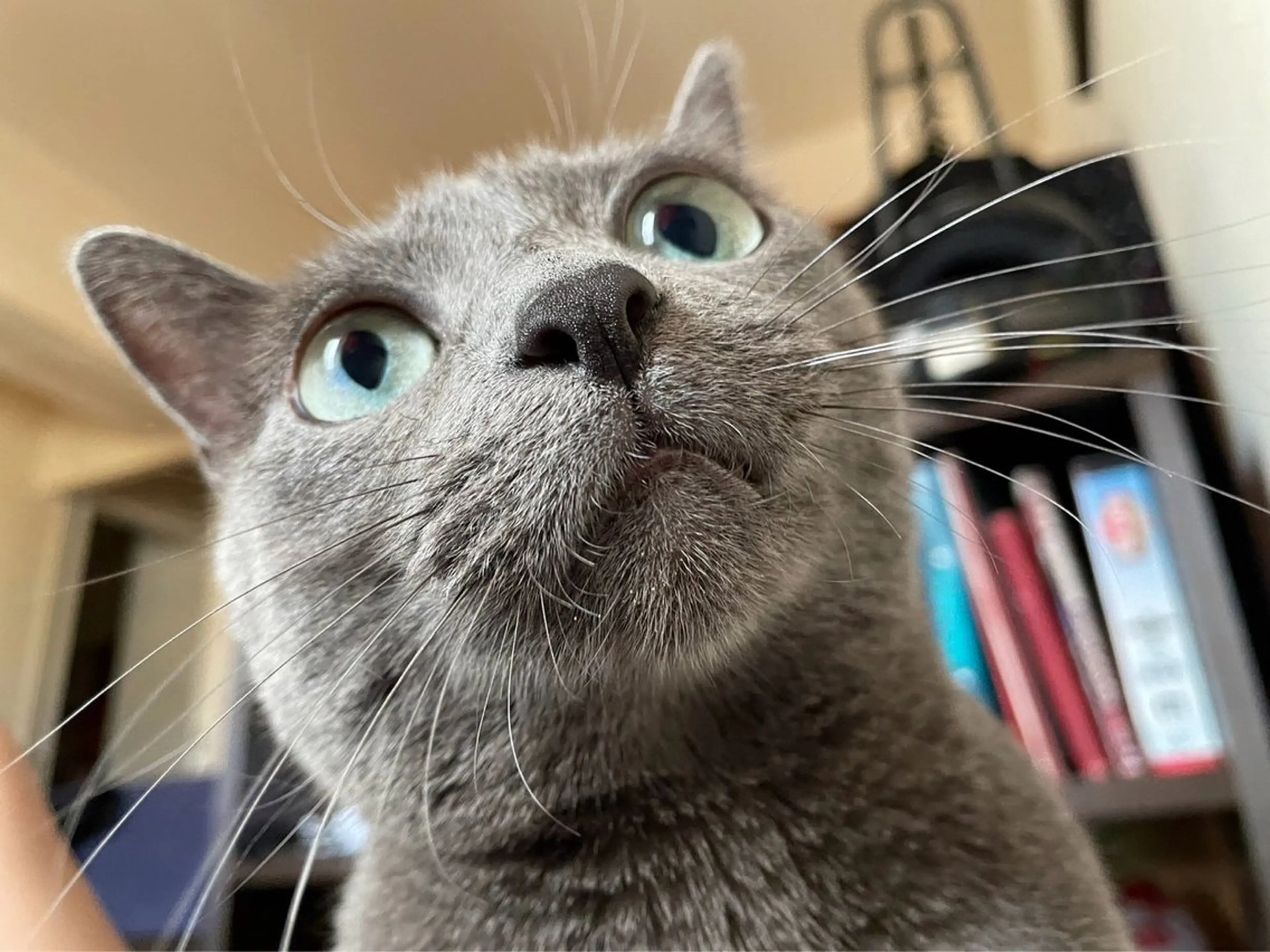 Spiky とうげ ふうかのネイルデザイン