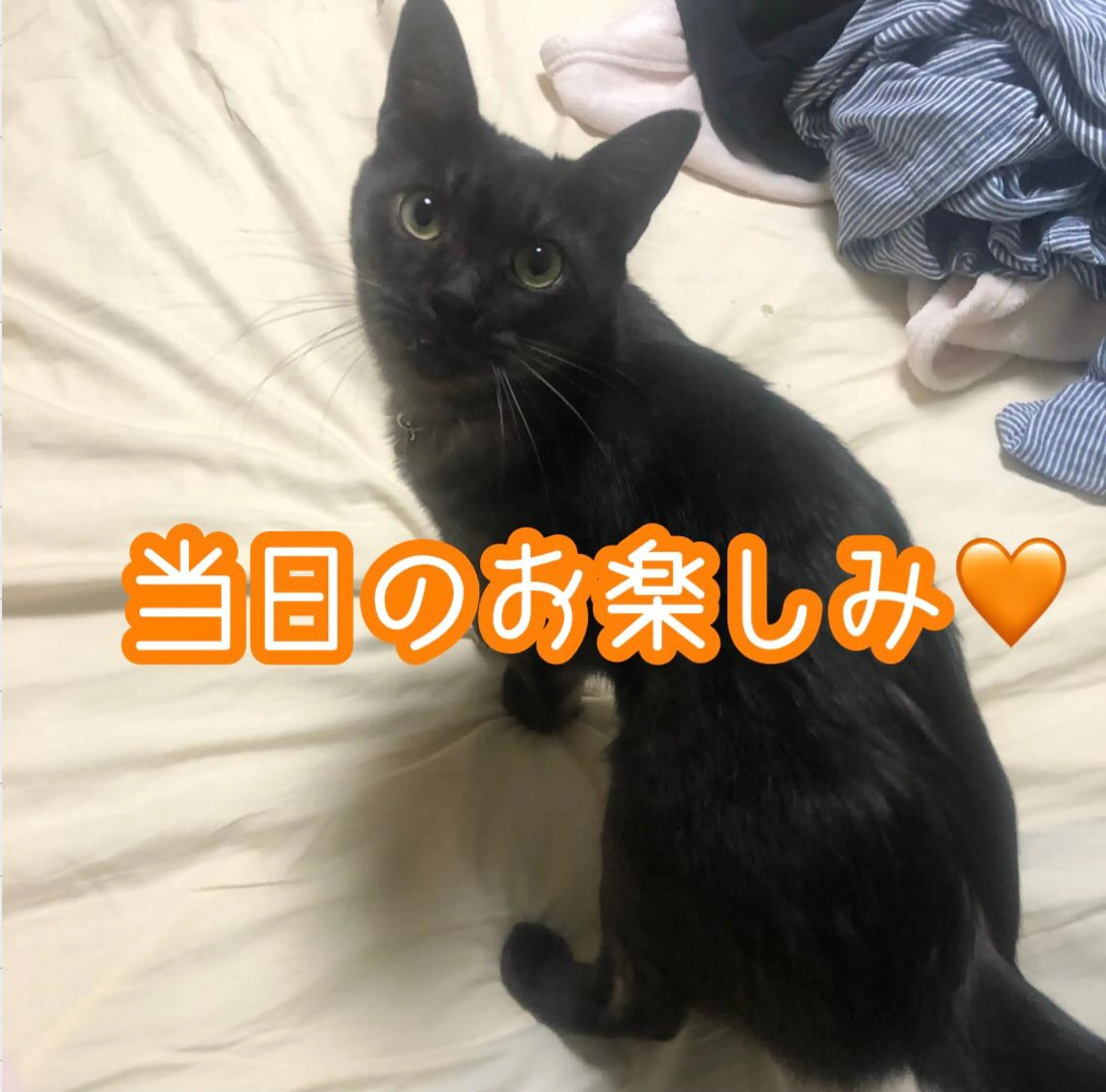 ネイル 結城 怜菜のネイルデザイン