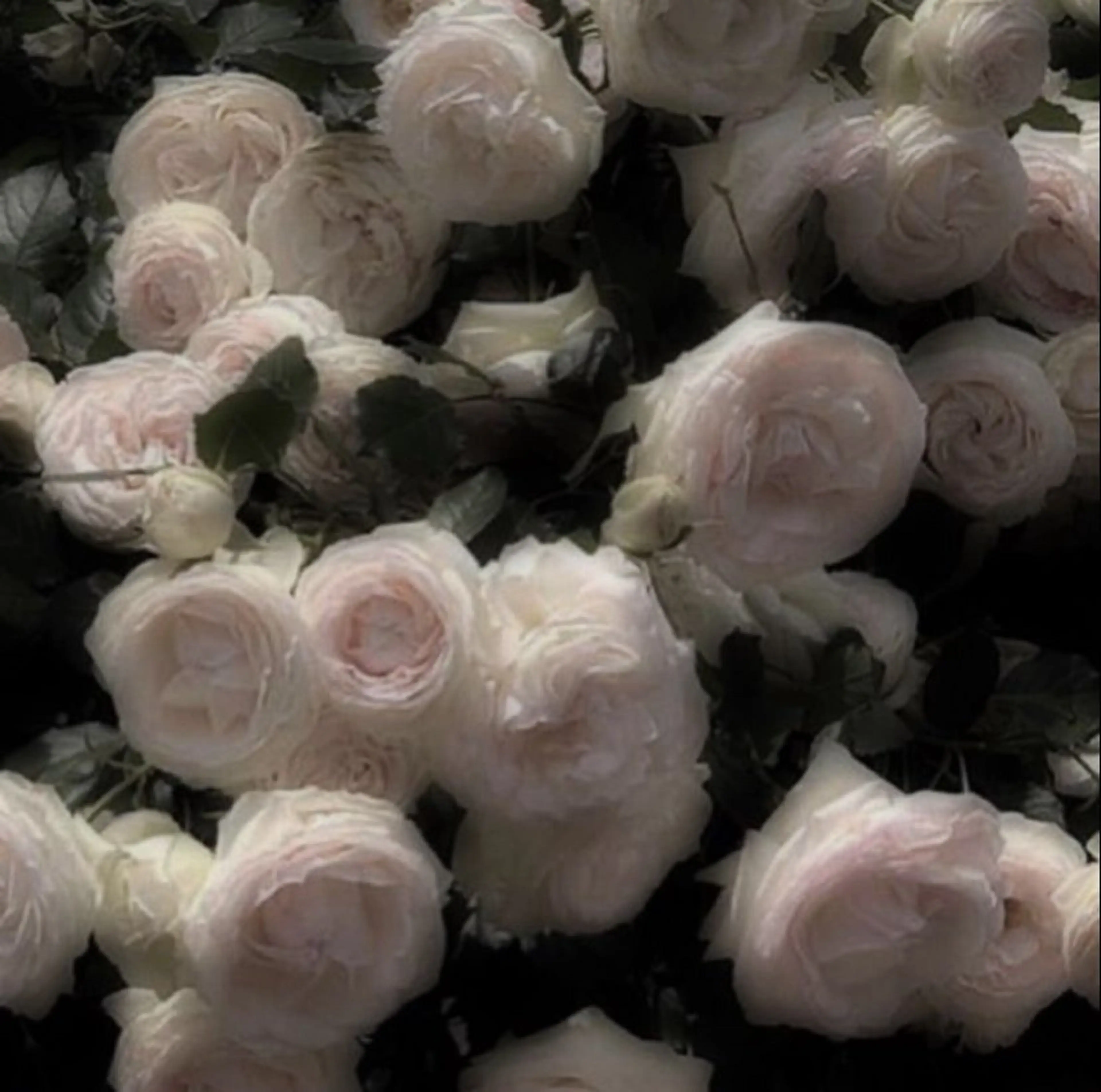 ネイル *Bianca国分寺 IGUCHI✮*｡ﾟのネイルデザイン