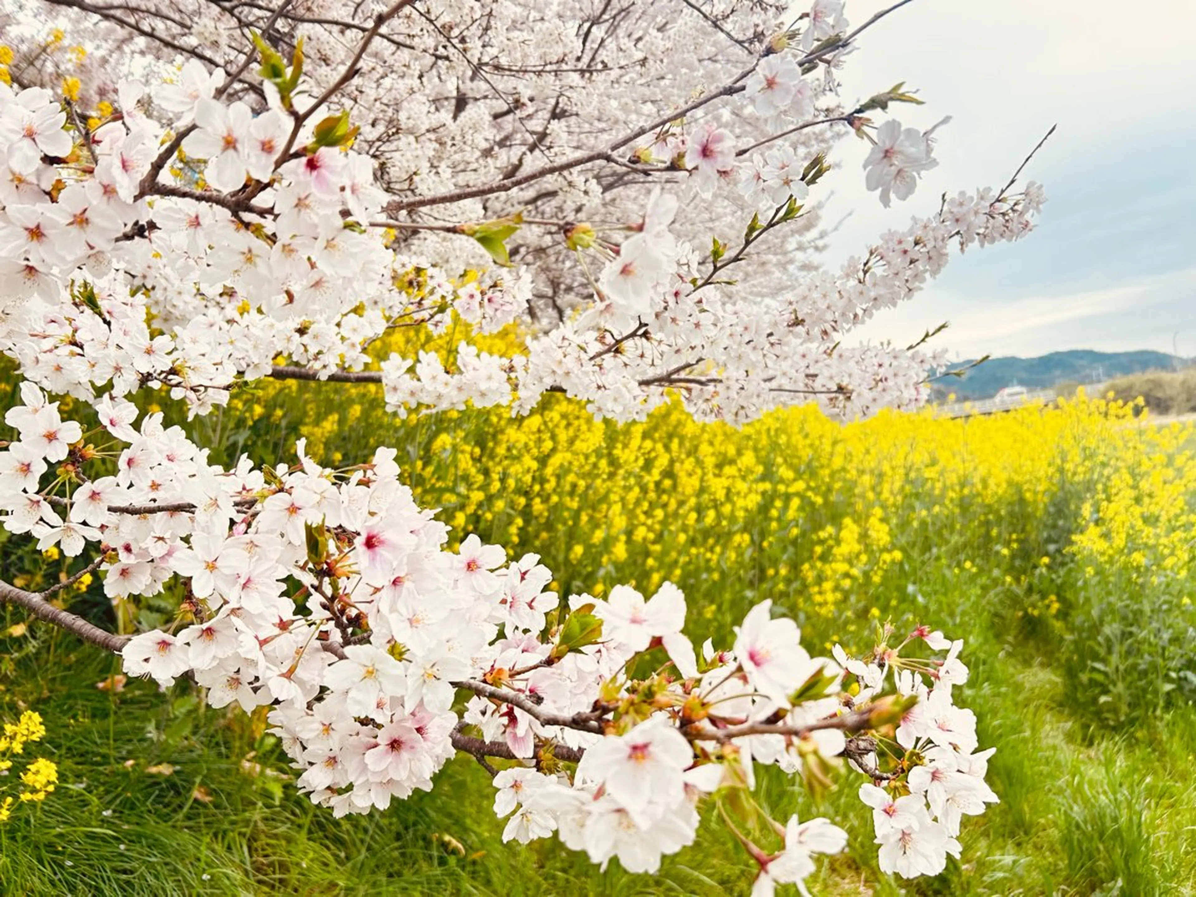 マツエク・マツパ MoaMoa 🩵ᩚsaya🩵ᩚのマツエク・マツパデザイン