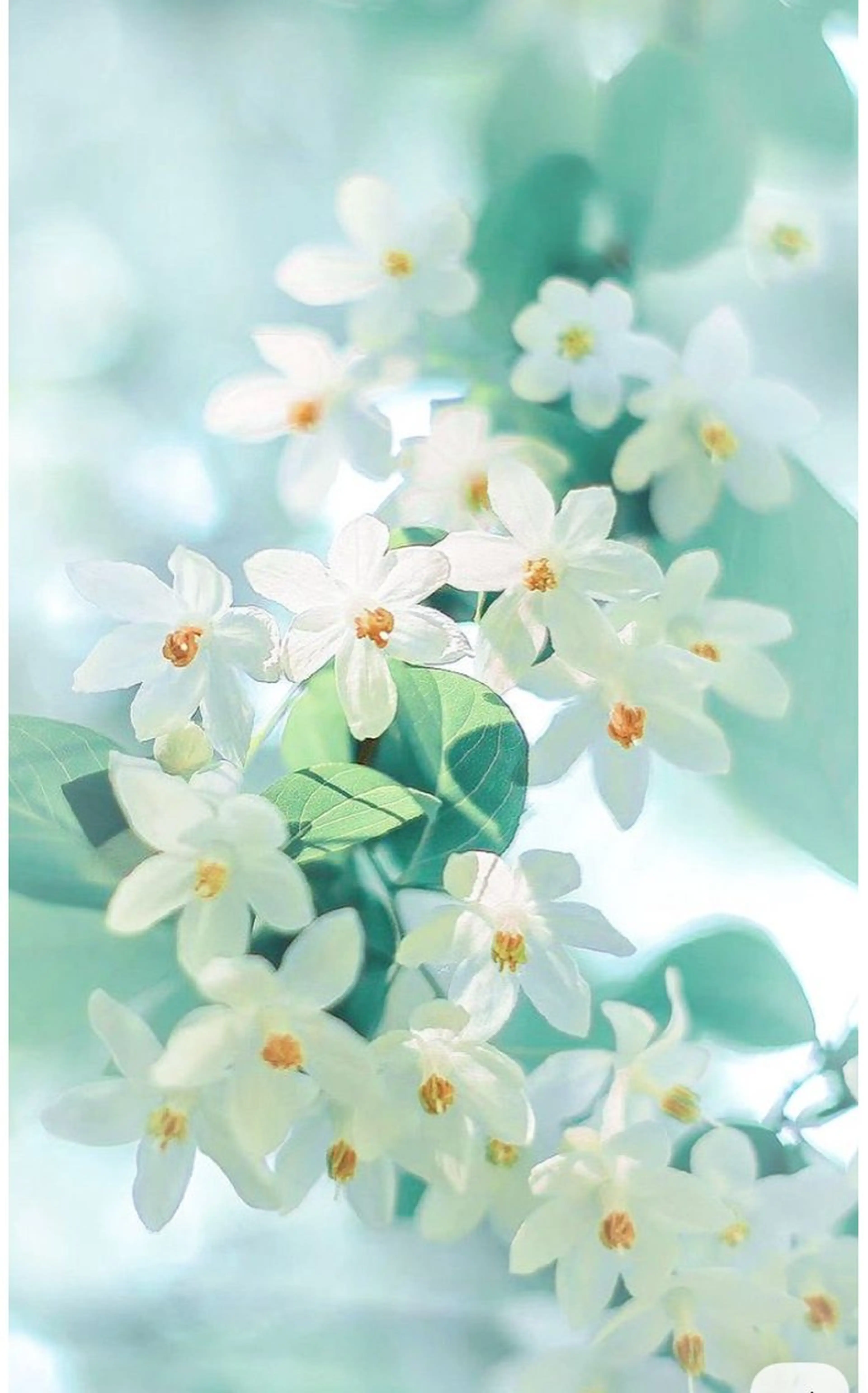 🌿ヘッドスパ🌿の写真