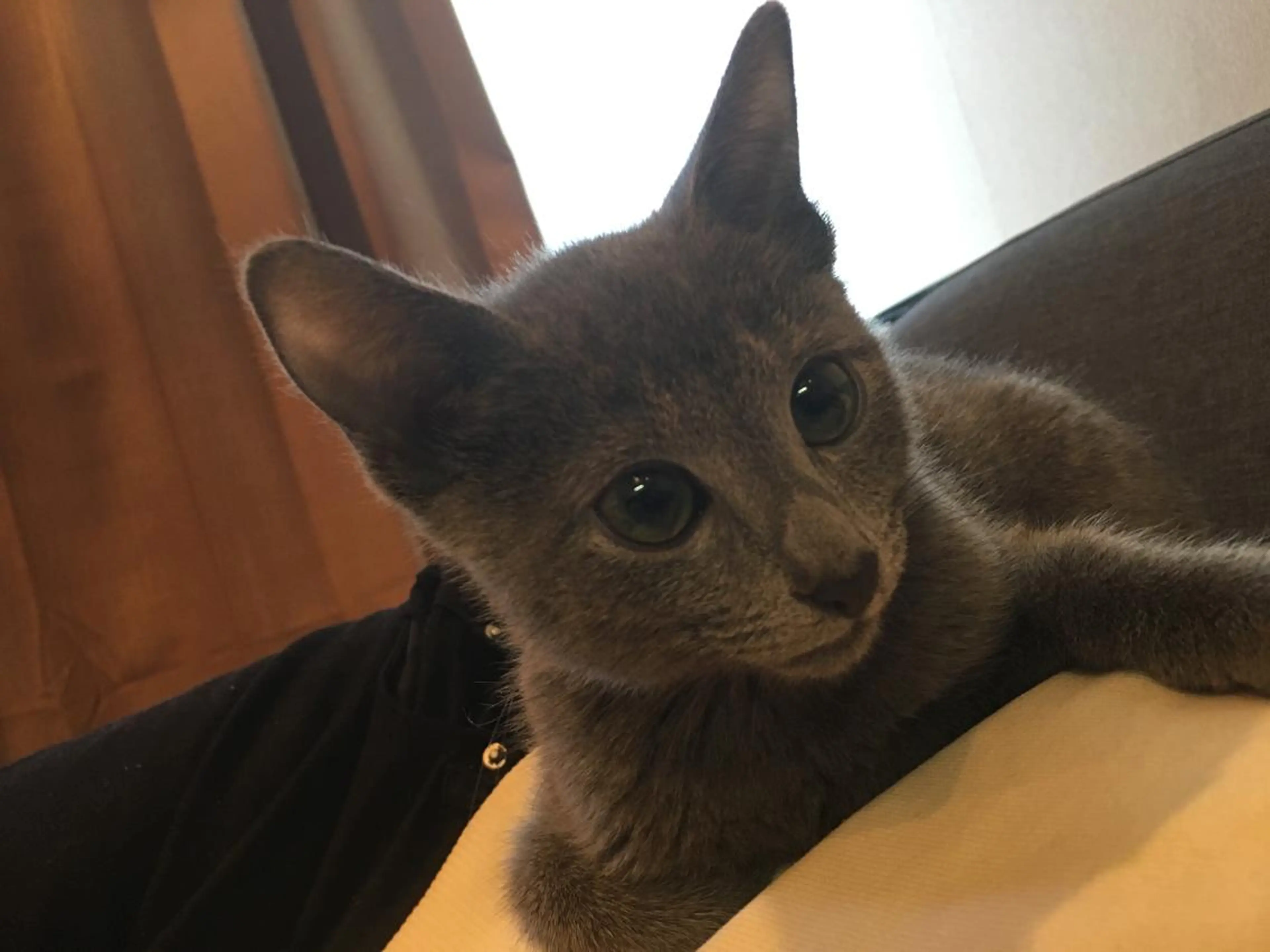 ショート カラー パーマ ヘアアレンジ メンズ キッズ ネイル マツエク・マツパ アニメ,Vオタク× 即効痩せエステサロンのエステ・リラクイメージ