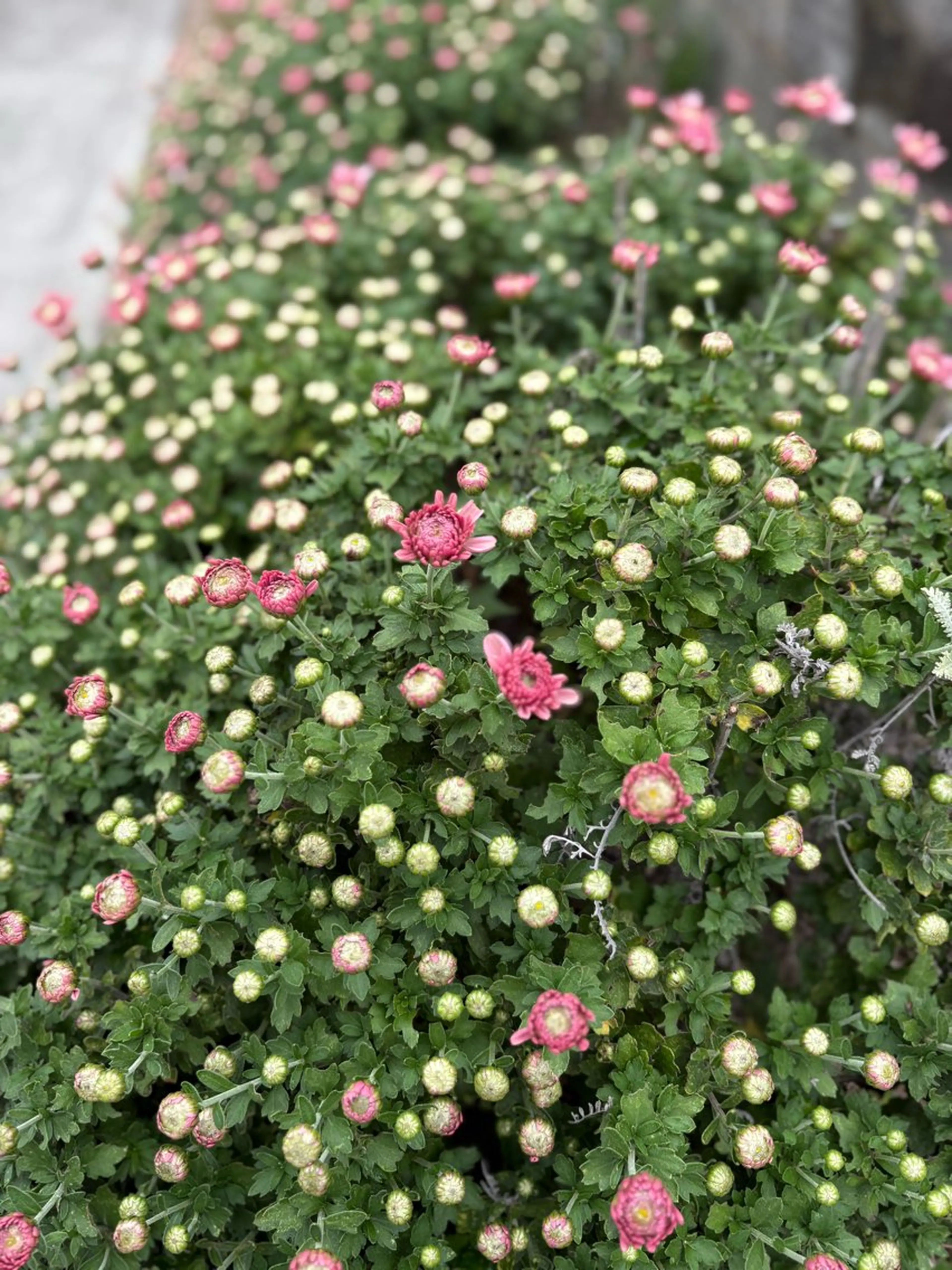 ネイル グリーン 🌲🌳🚪iiit o🌲🌳🌲のネイルデザイン