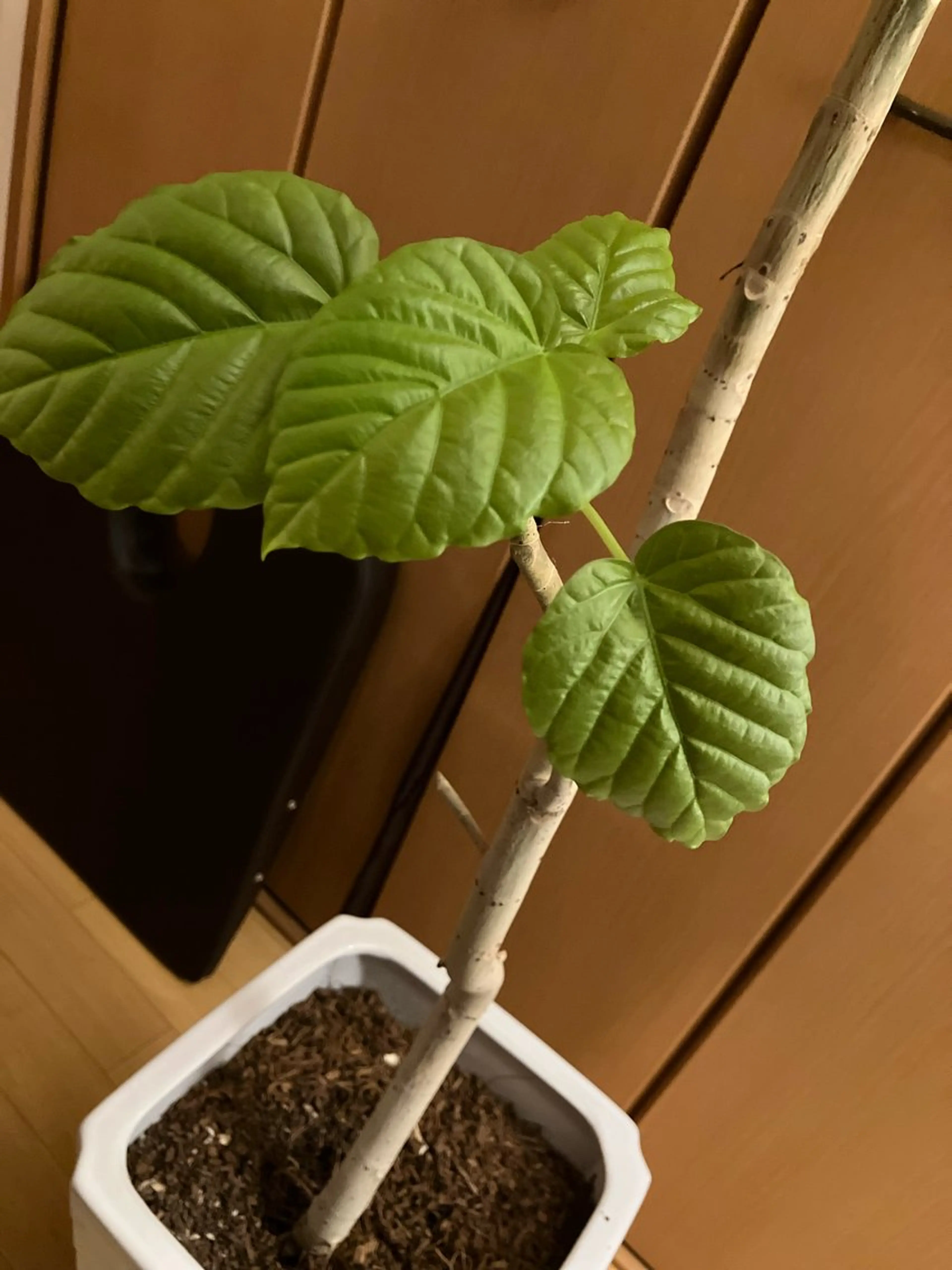 エステサロンmarry所属・エステサロン marryのエステ・リラクイメージ