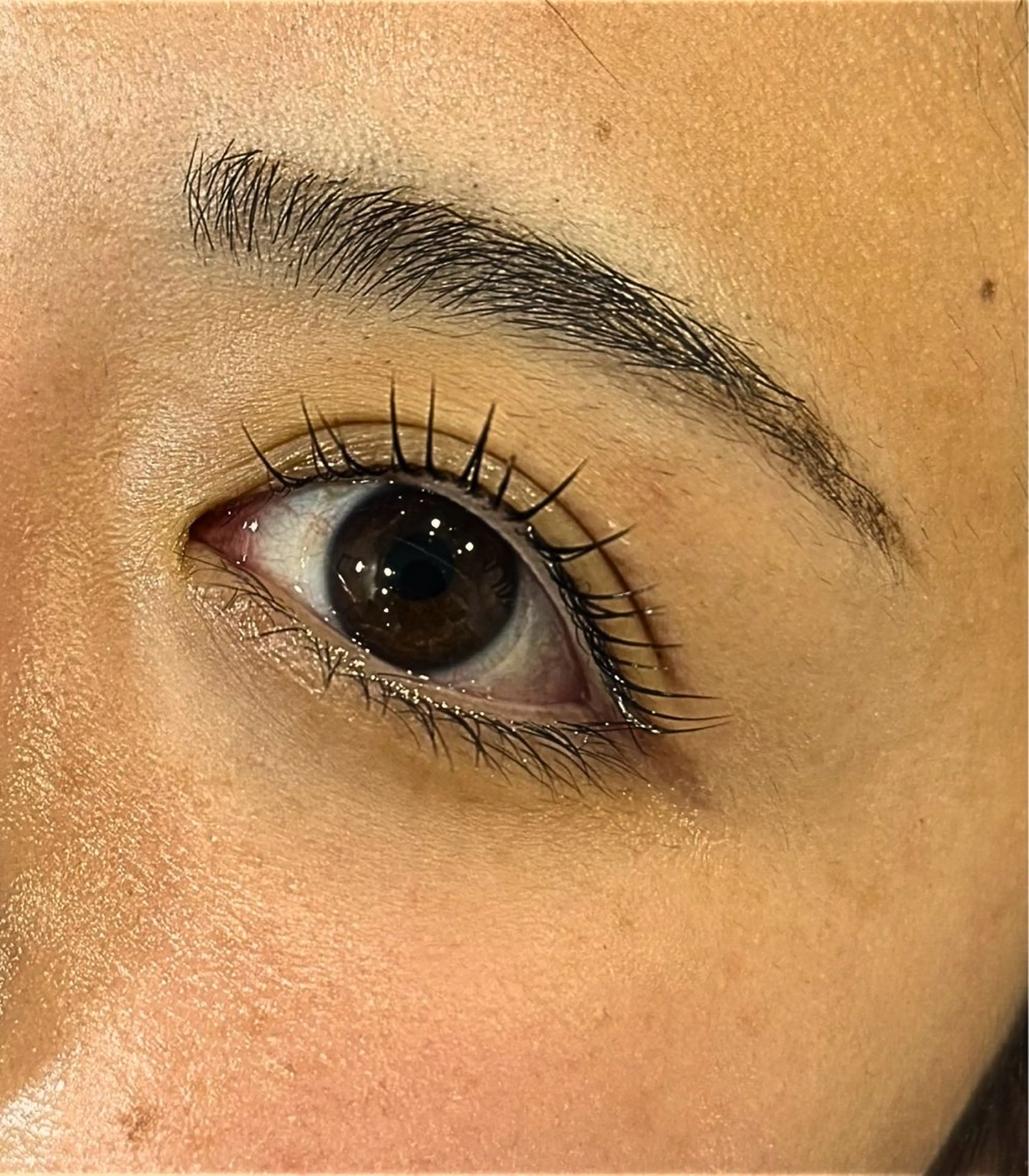 【11月限定】ラッシュリフト/まつげパーマ🌺の写真