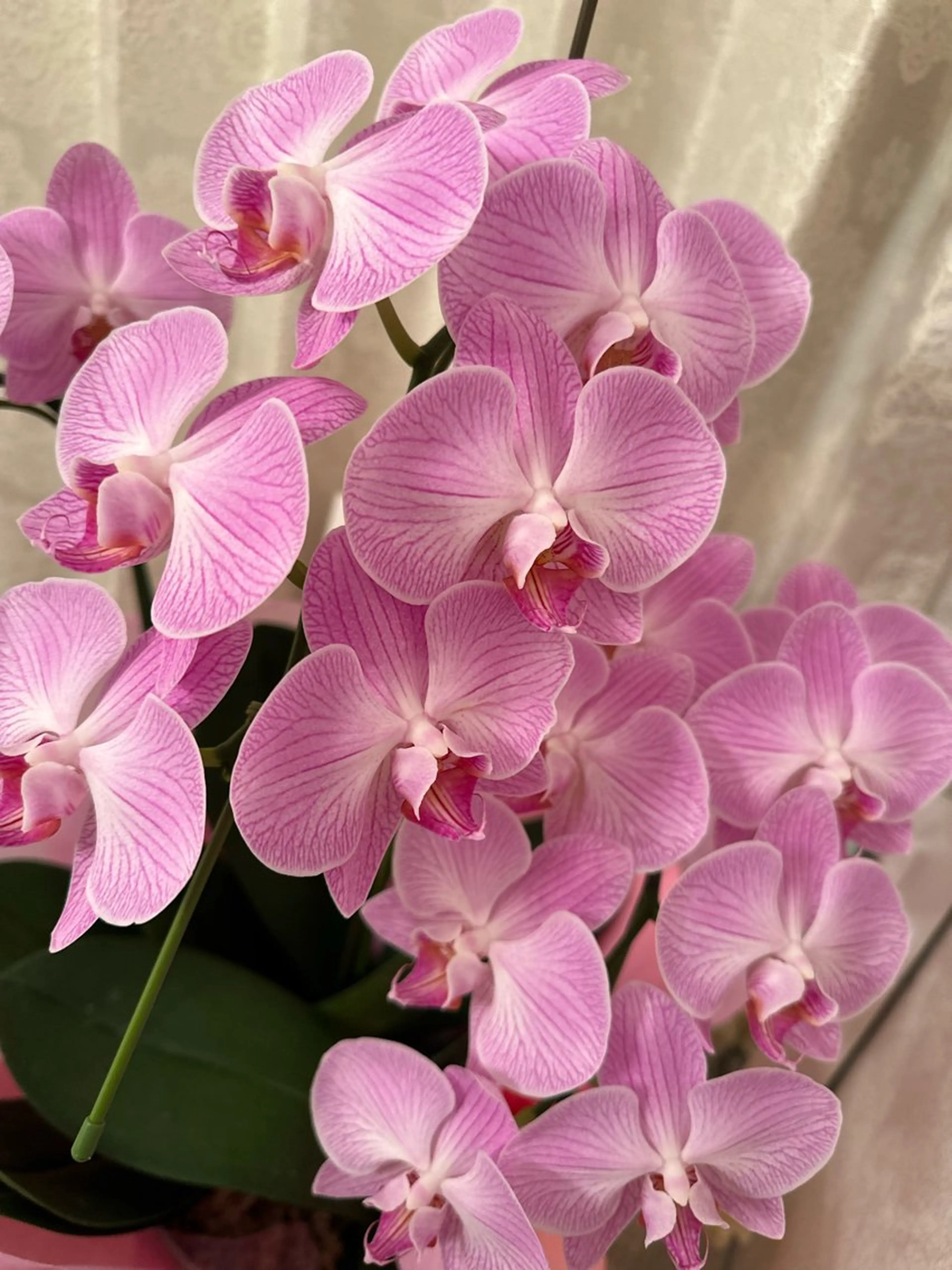 Lily luce 美骨小顔矯正のその他イメージ