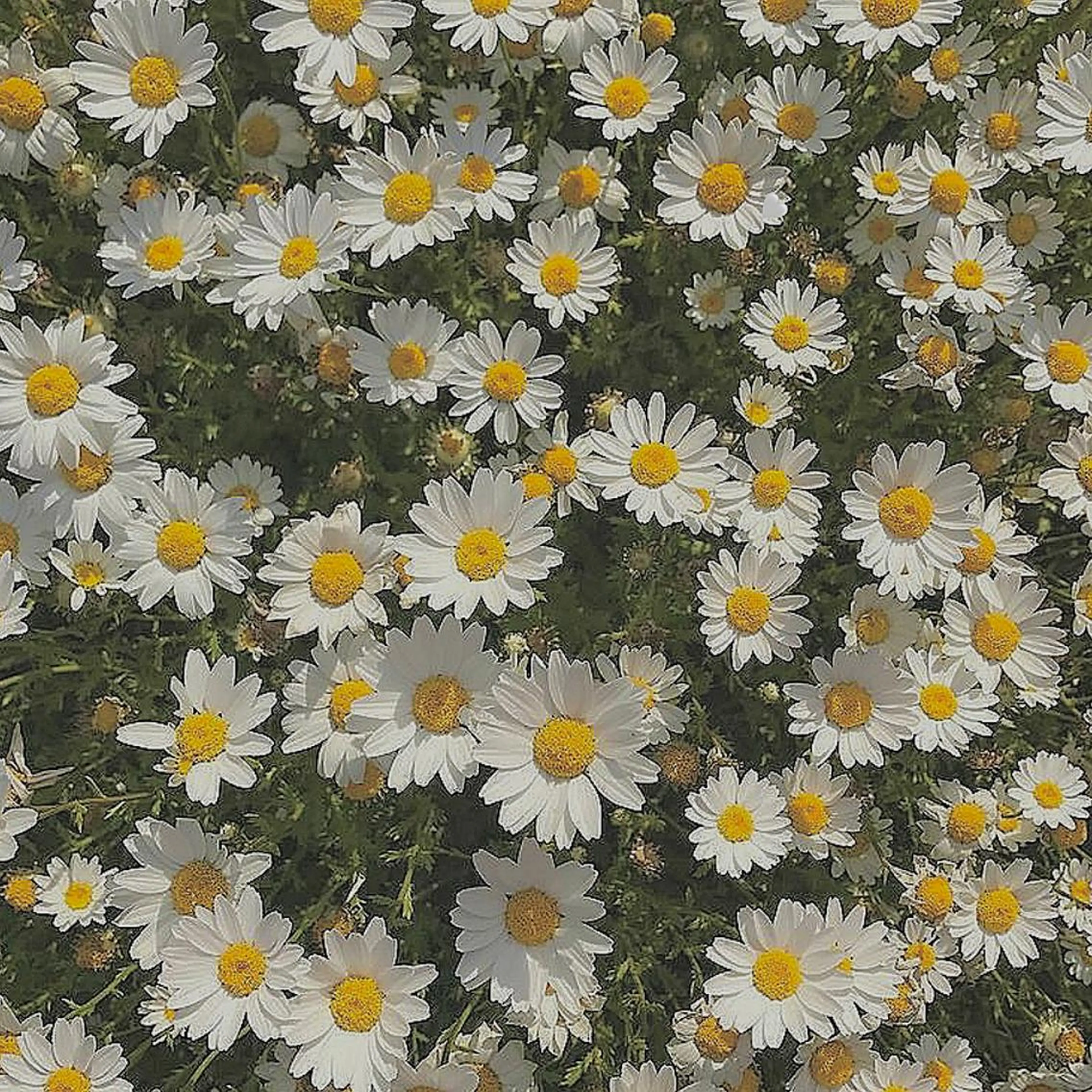 ネイル ℝ𝕌𝕂𝔸 ✿のネイルデザイン