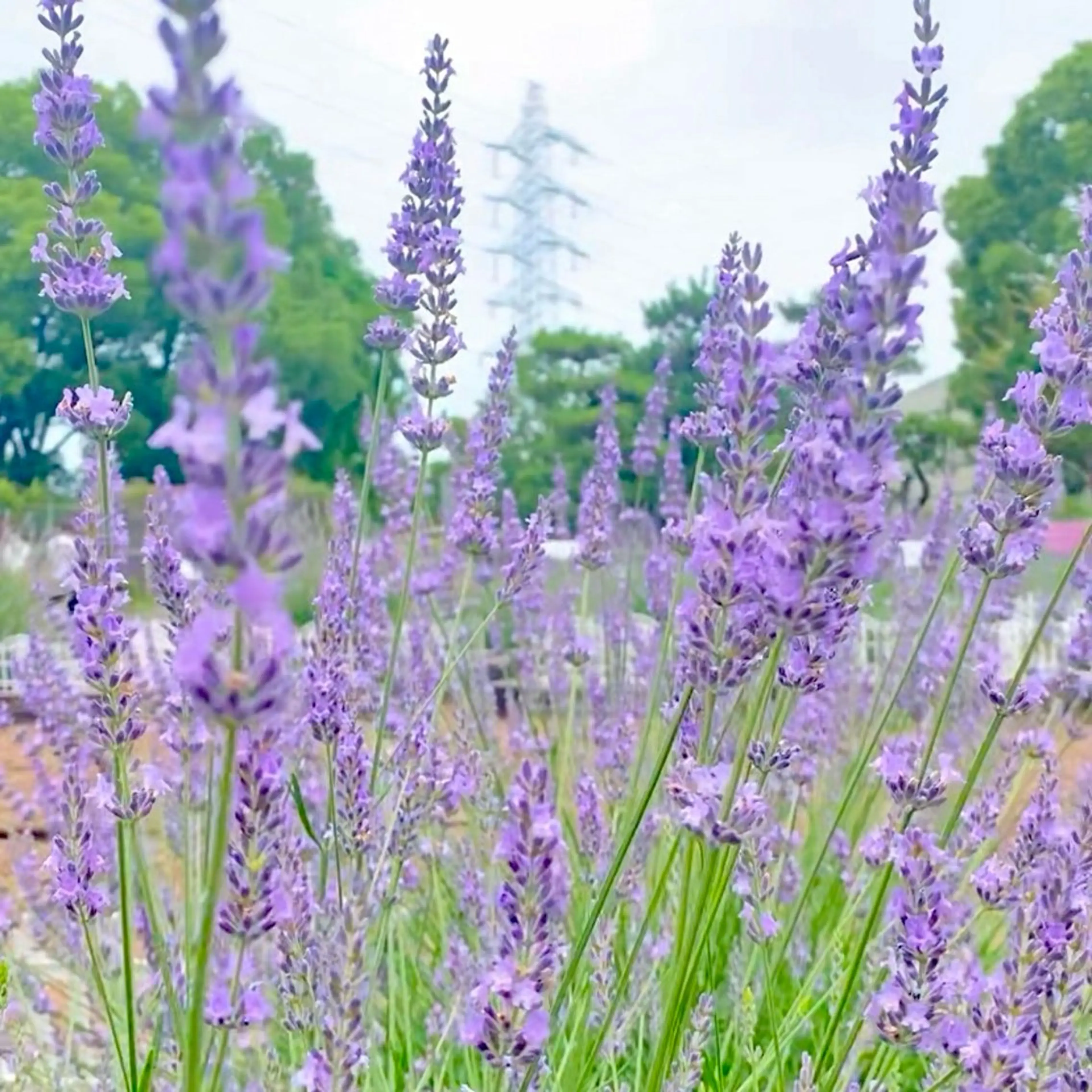 Yu-ka🌼*･ カラーモデル募集❣️のヘアスタイル