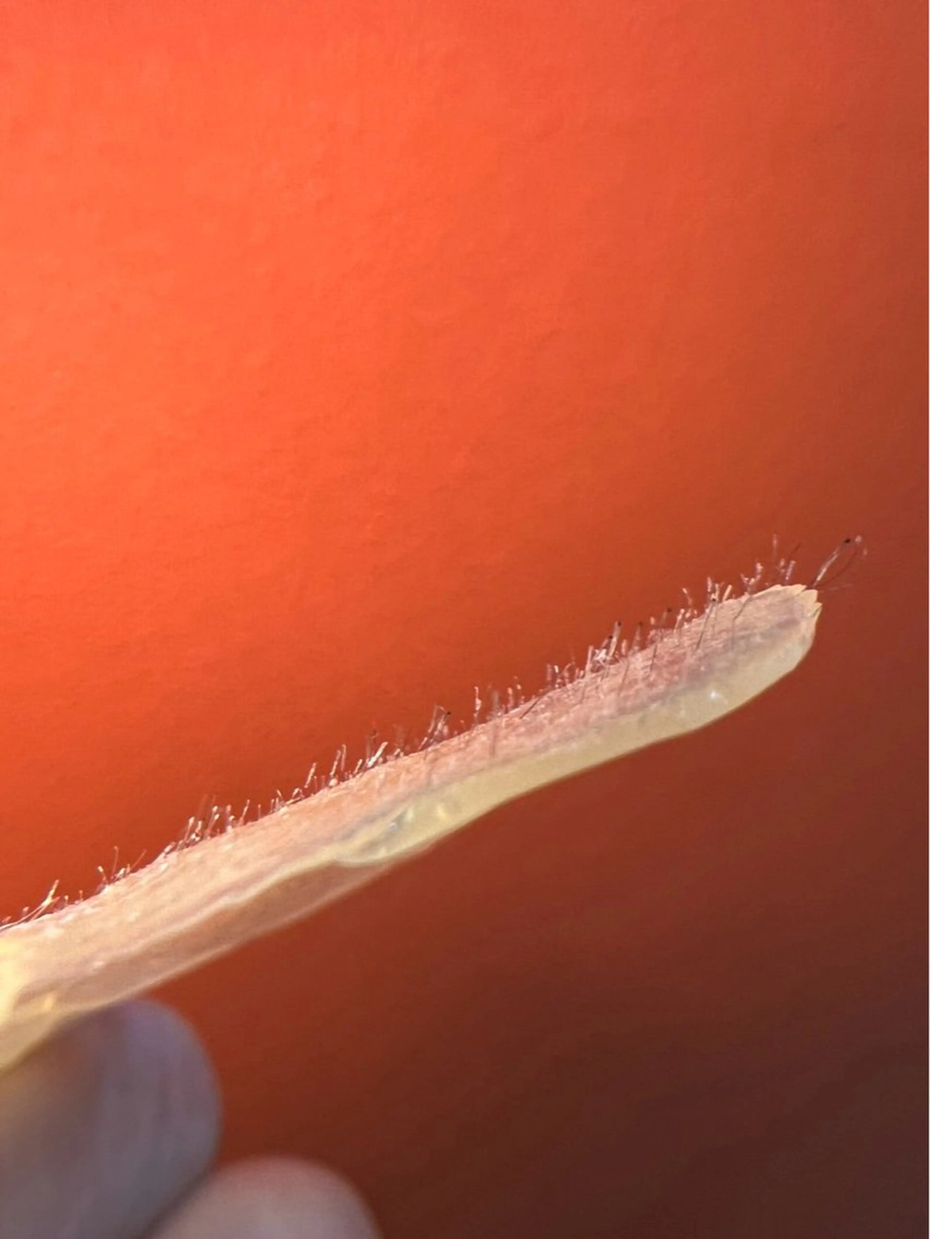 エステ マツヤニワックス専門 堂山町 ルミエールのエステ・リラクイメージ