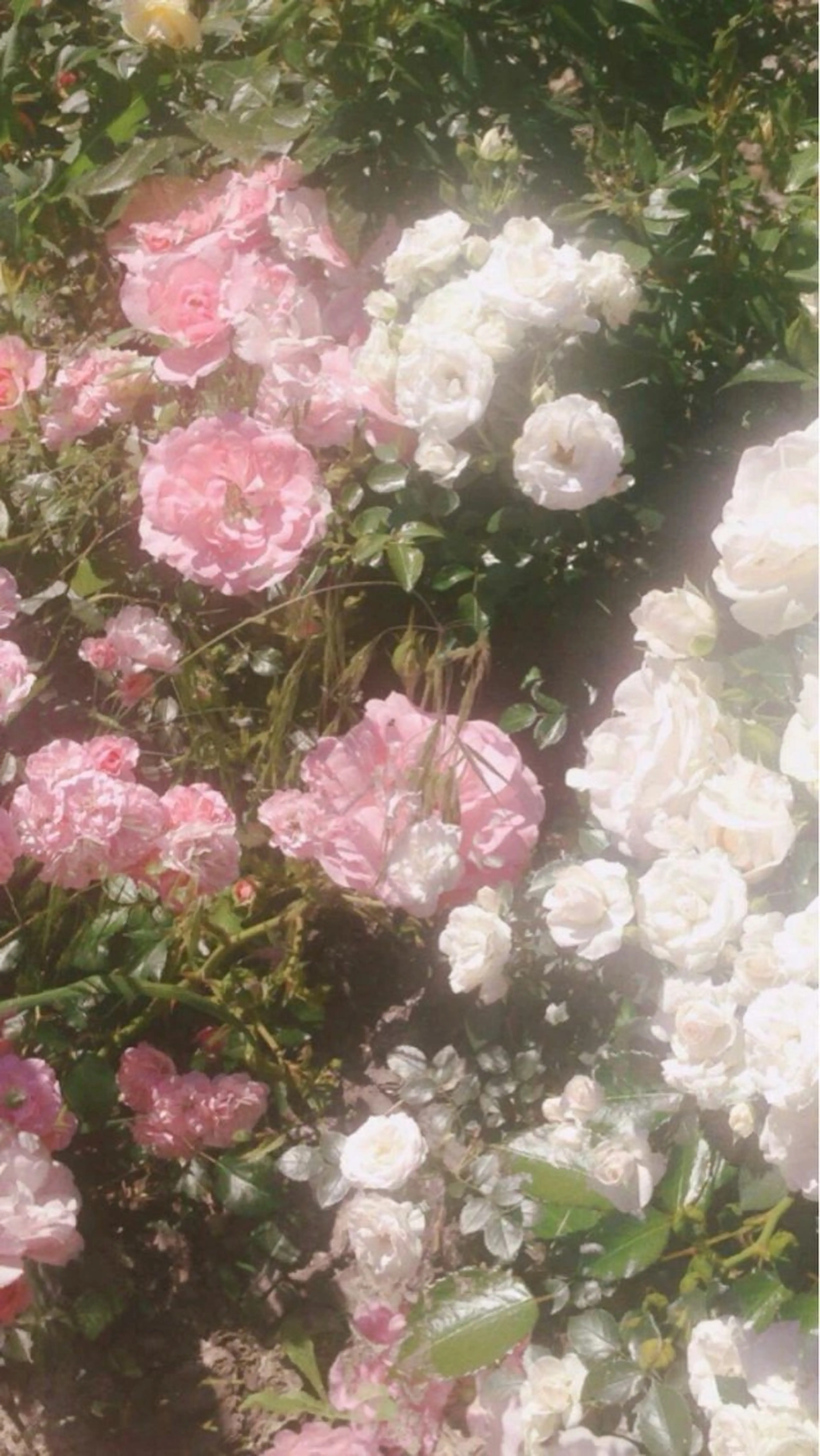 🫧serein 晴空🫧のマツエク・マツパデザイン