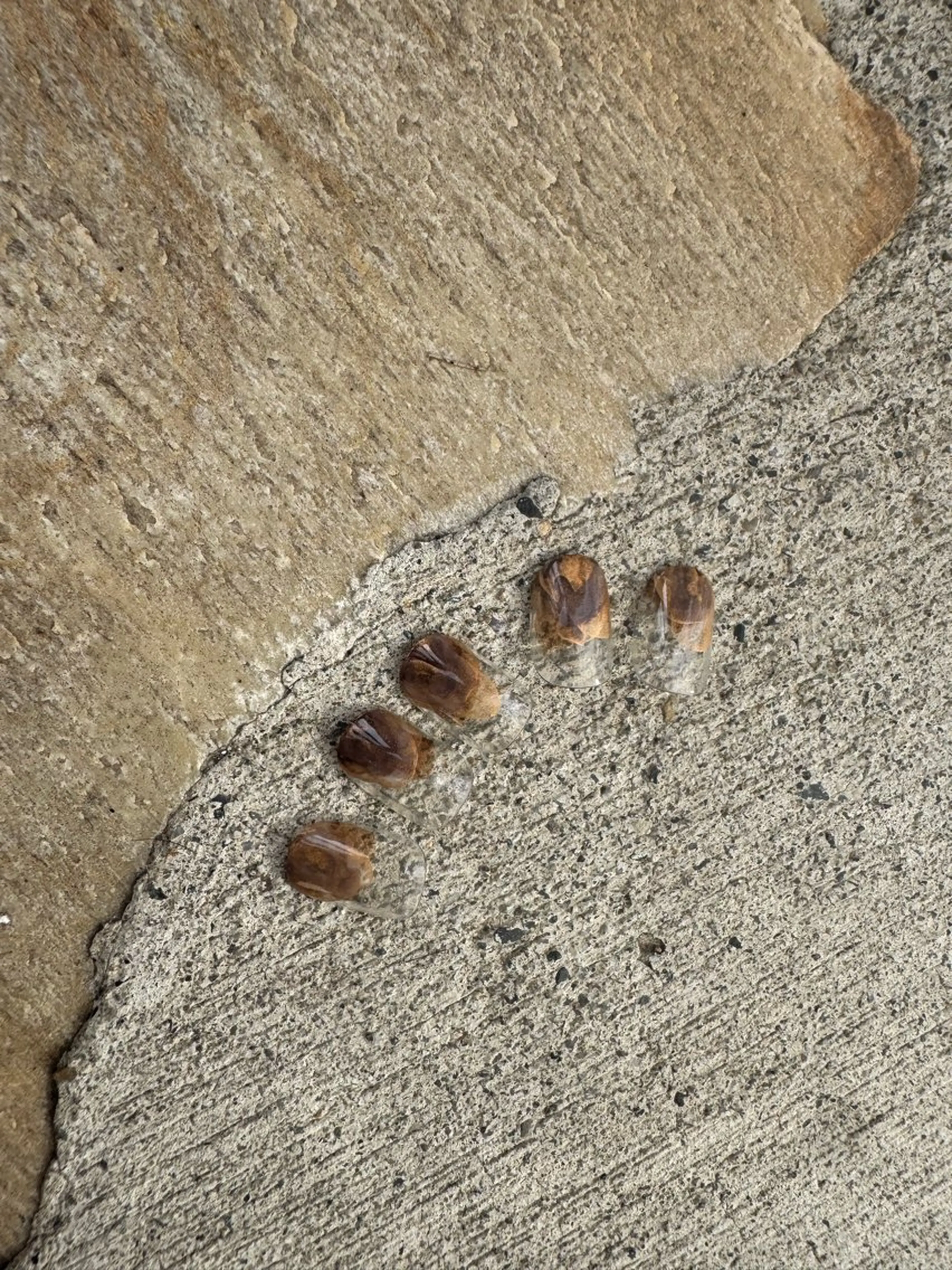 【オフなし】ファスト定額 30min 4400yen🌫の写真