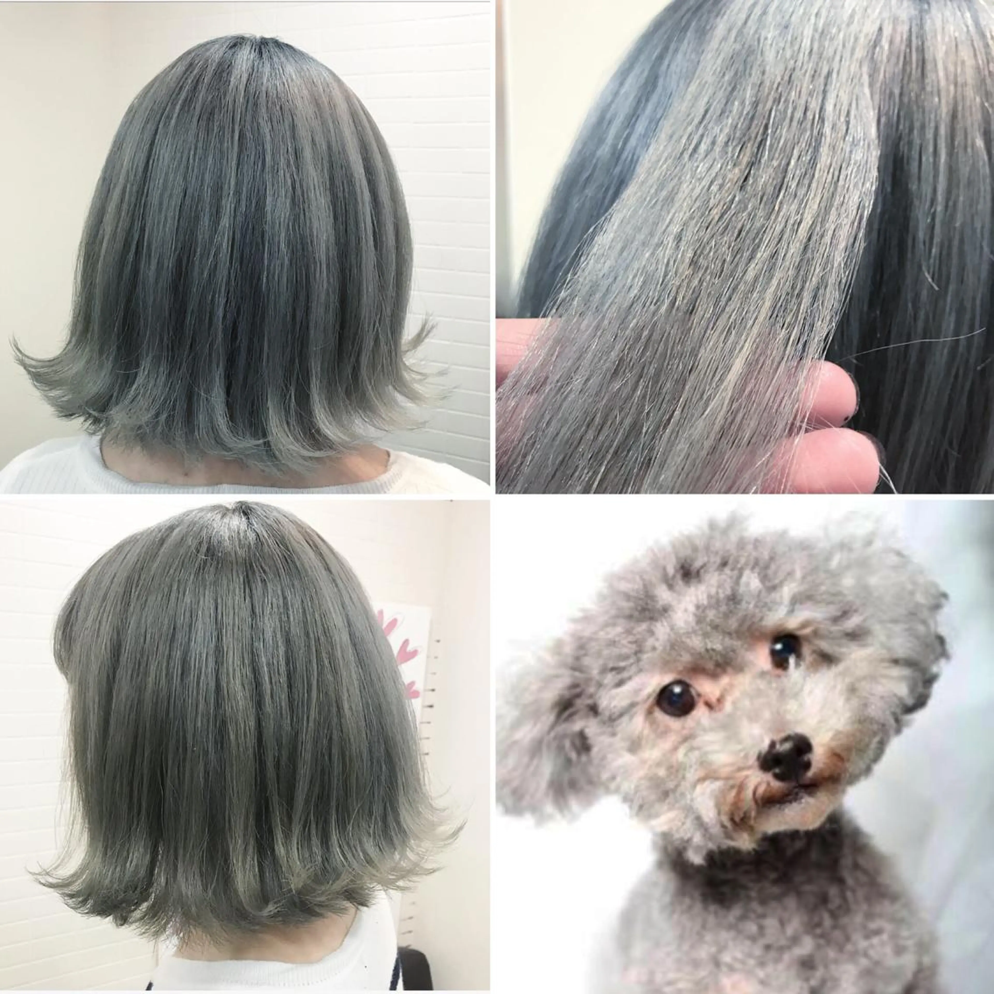 ミディアム カラー ヘアカラー トリートメント "PEPPU "所属・派手髪、ハイトーン ショートヘアShinのヘアスタイル