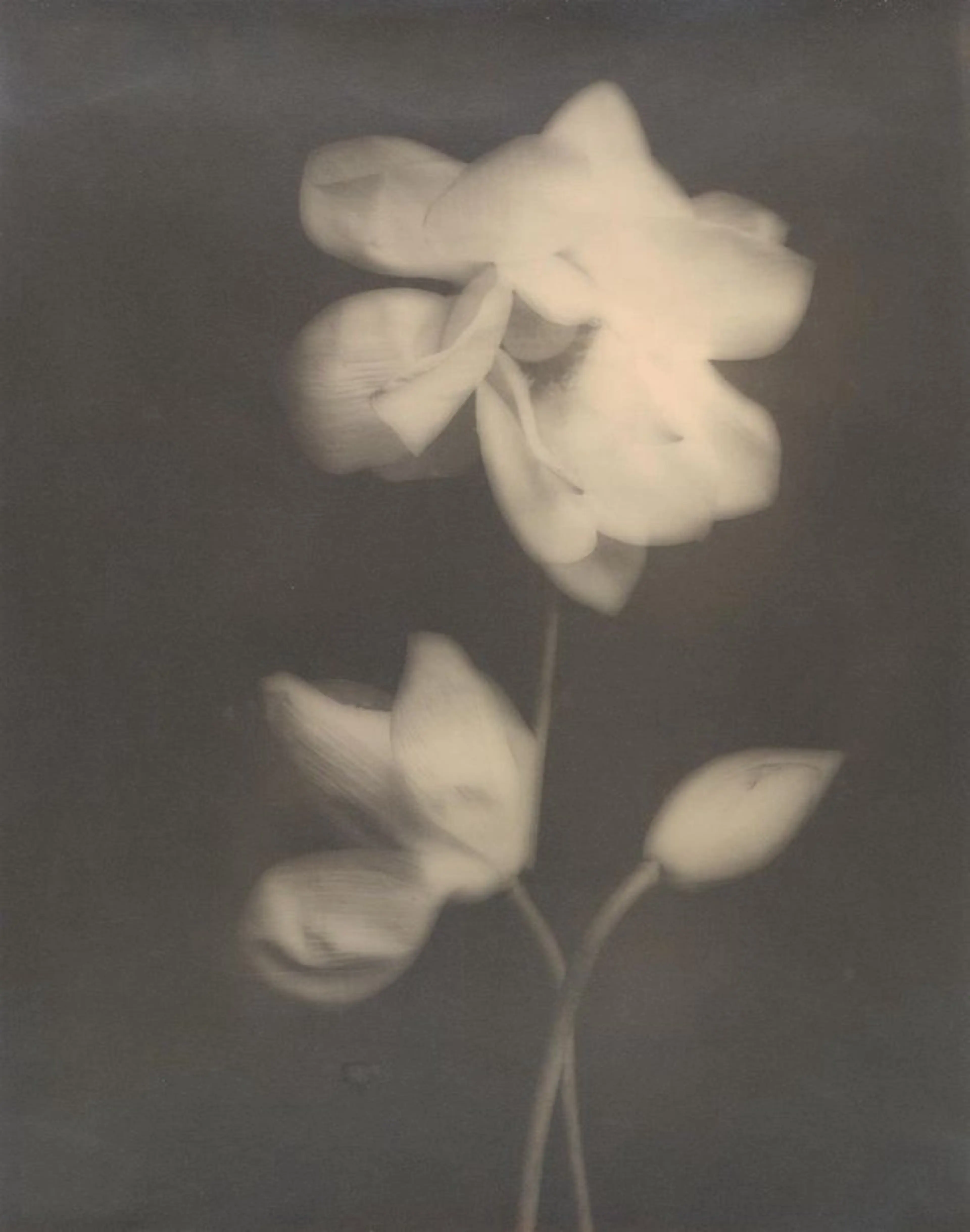 【extension×10本】gel off + french / gradationの写真