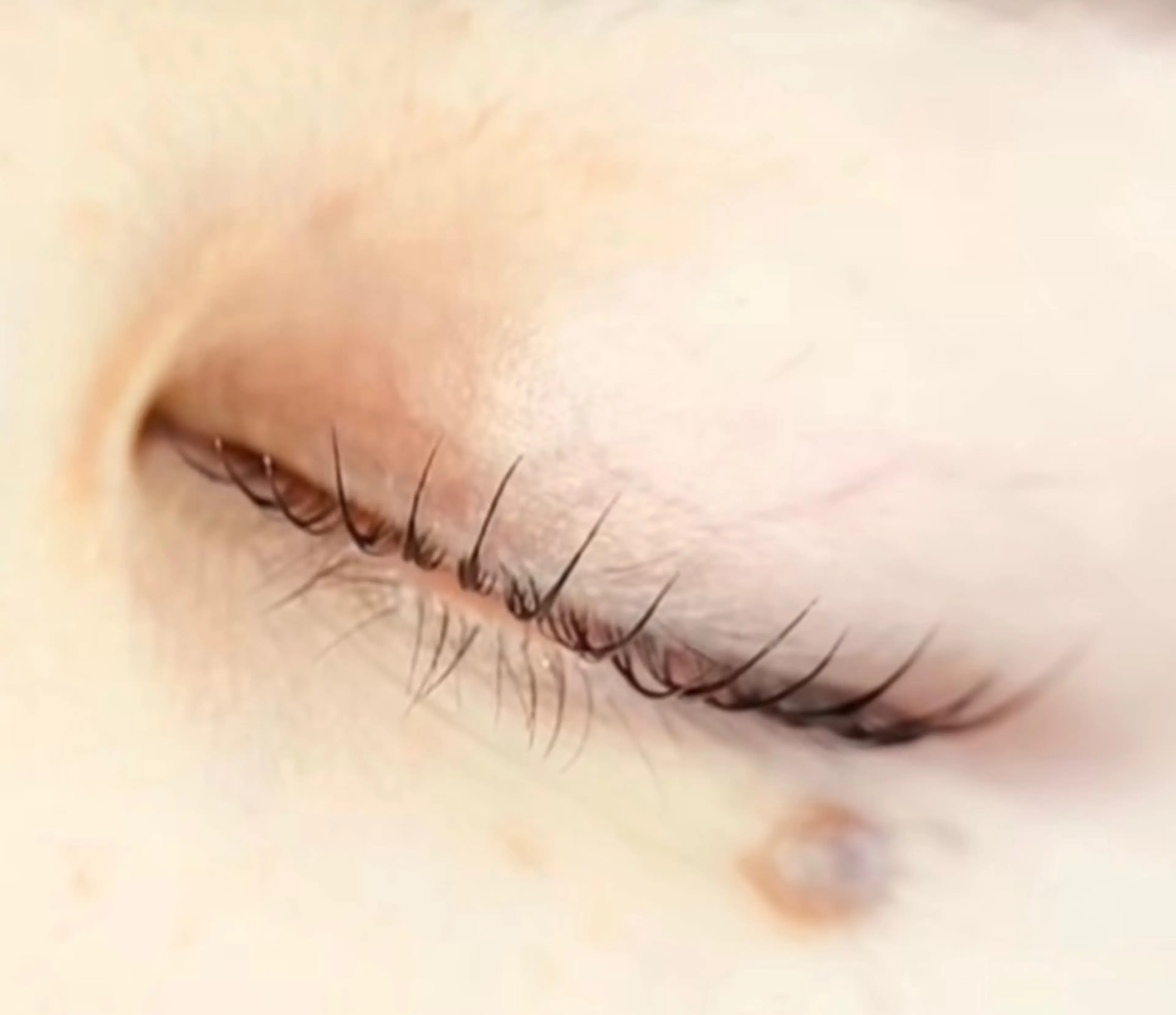 マツエク・マツパ un par un アンパルアン所属・un par unの眉毛・アイブロウイメージ