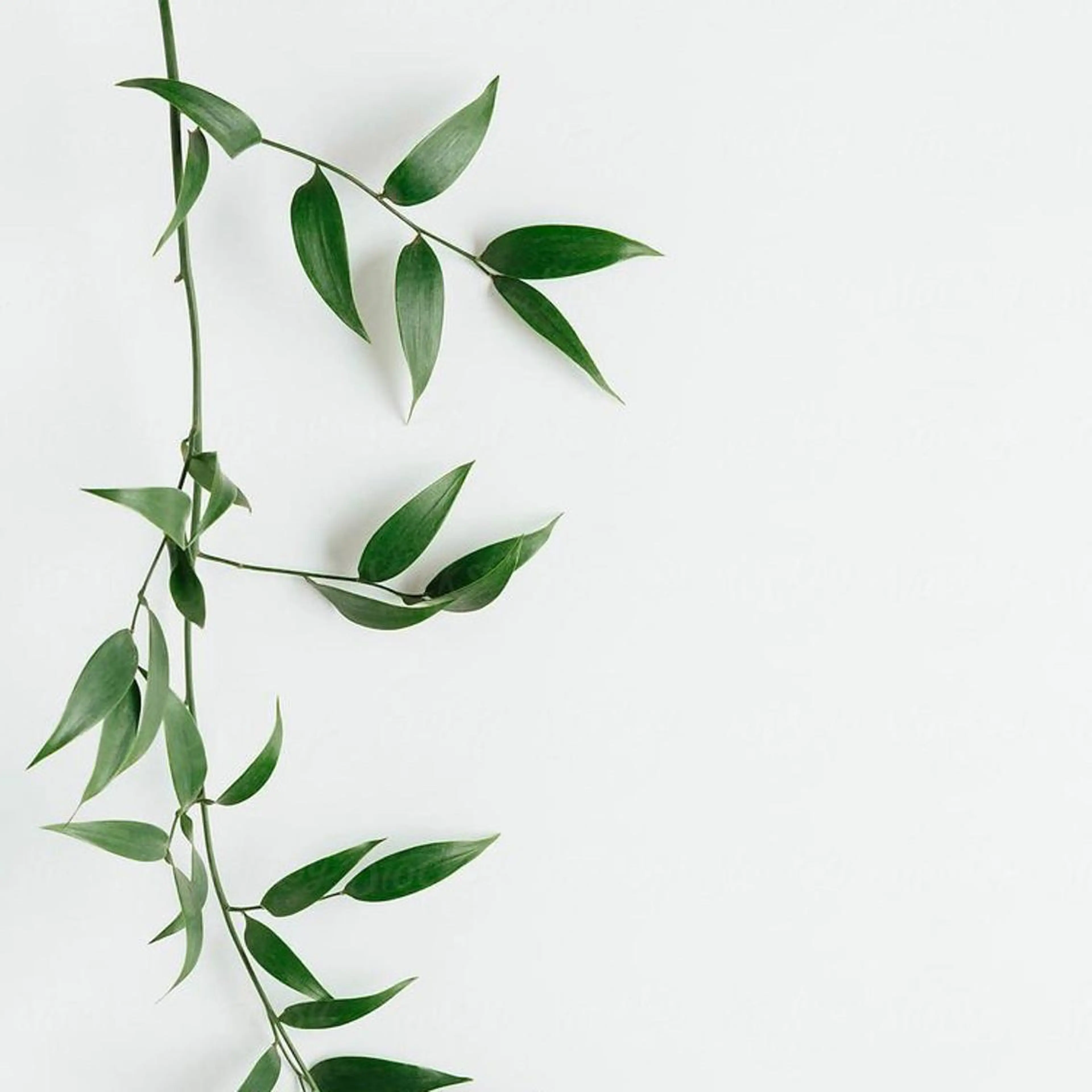 émure. / パラジェル認定のネイルデザイン