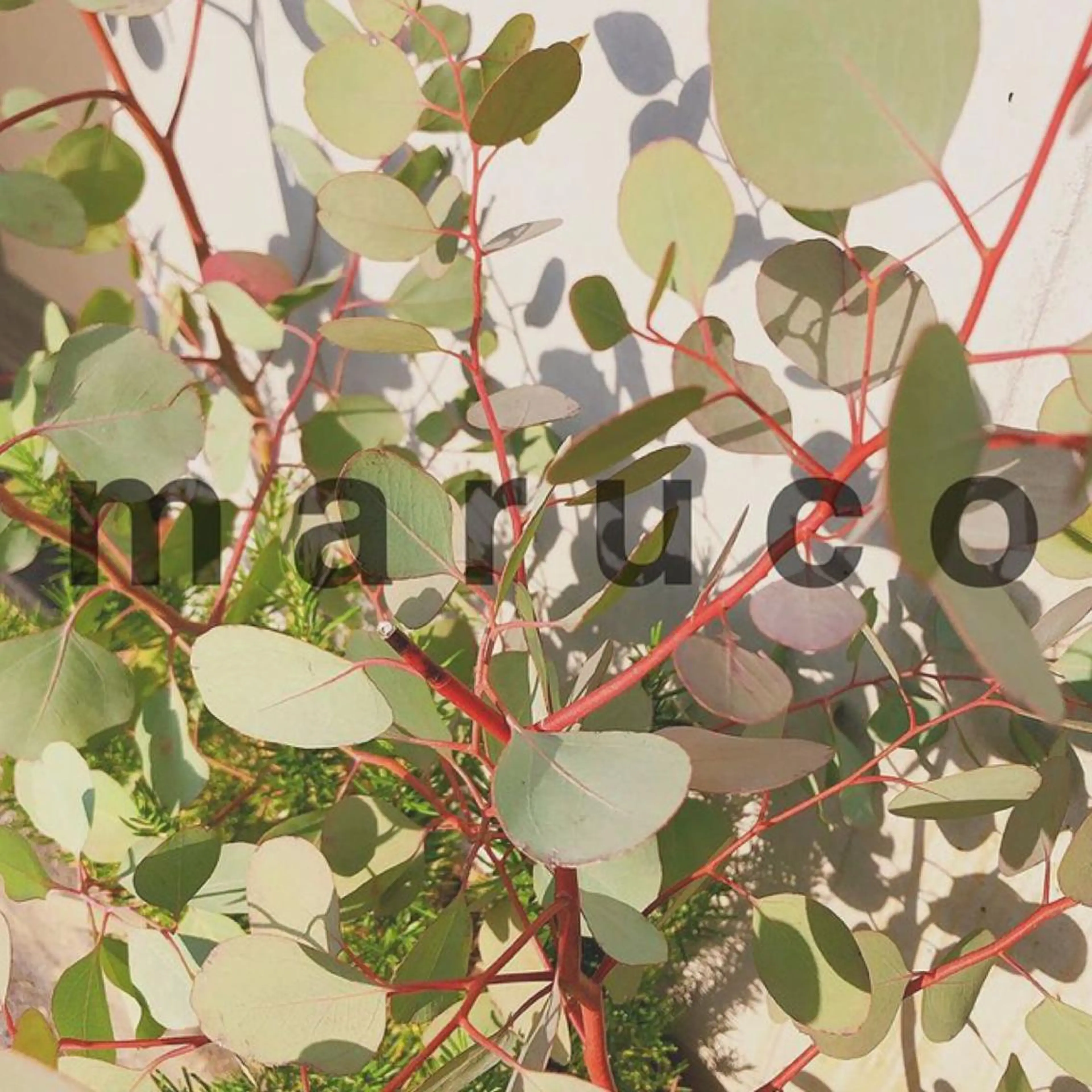 マツエク・マツパ マツパ なかむら 🪡の眉毛・アイブロウイメージ