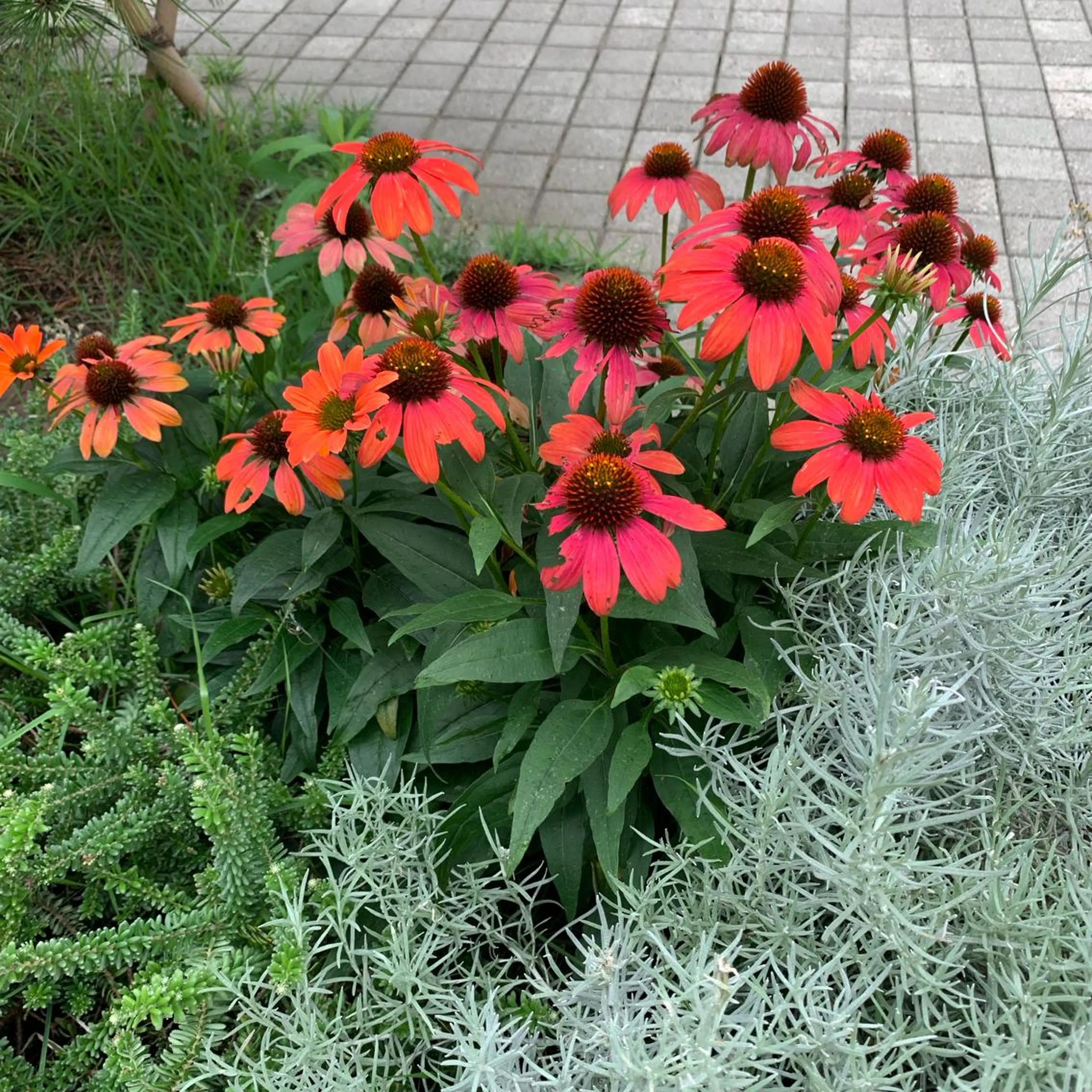 ショート カラー 縮毛矯正 トリートメント pu+on. nailworks所属・fuyumi / ニュアンスネイルのネイルデザイン