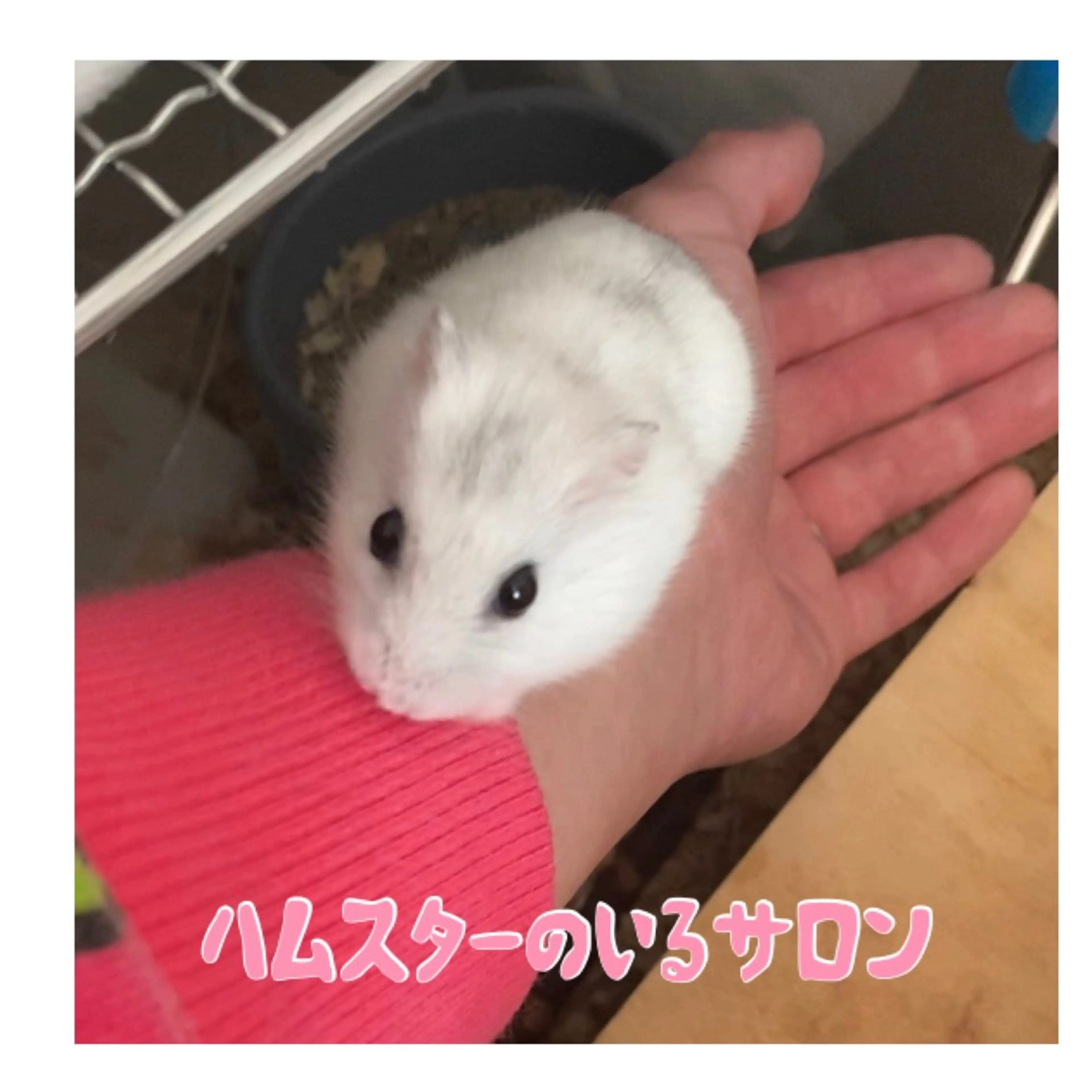 ハムスターのいる サロンのエステ・リラクイメージ