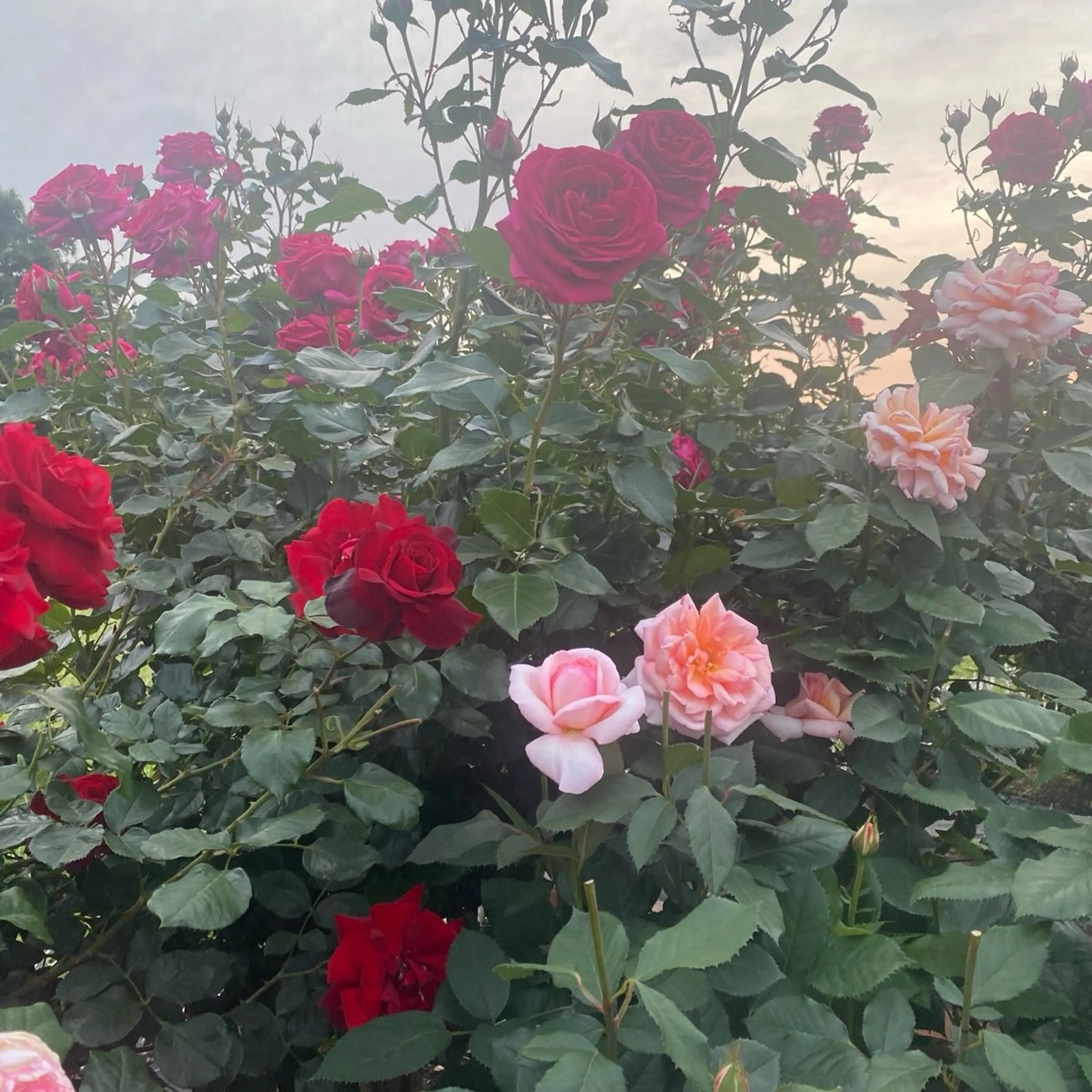 Yu-ka🌼*･ カラーモデル募集❣️のヘアスタイル