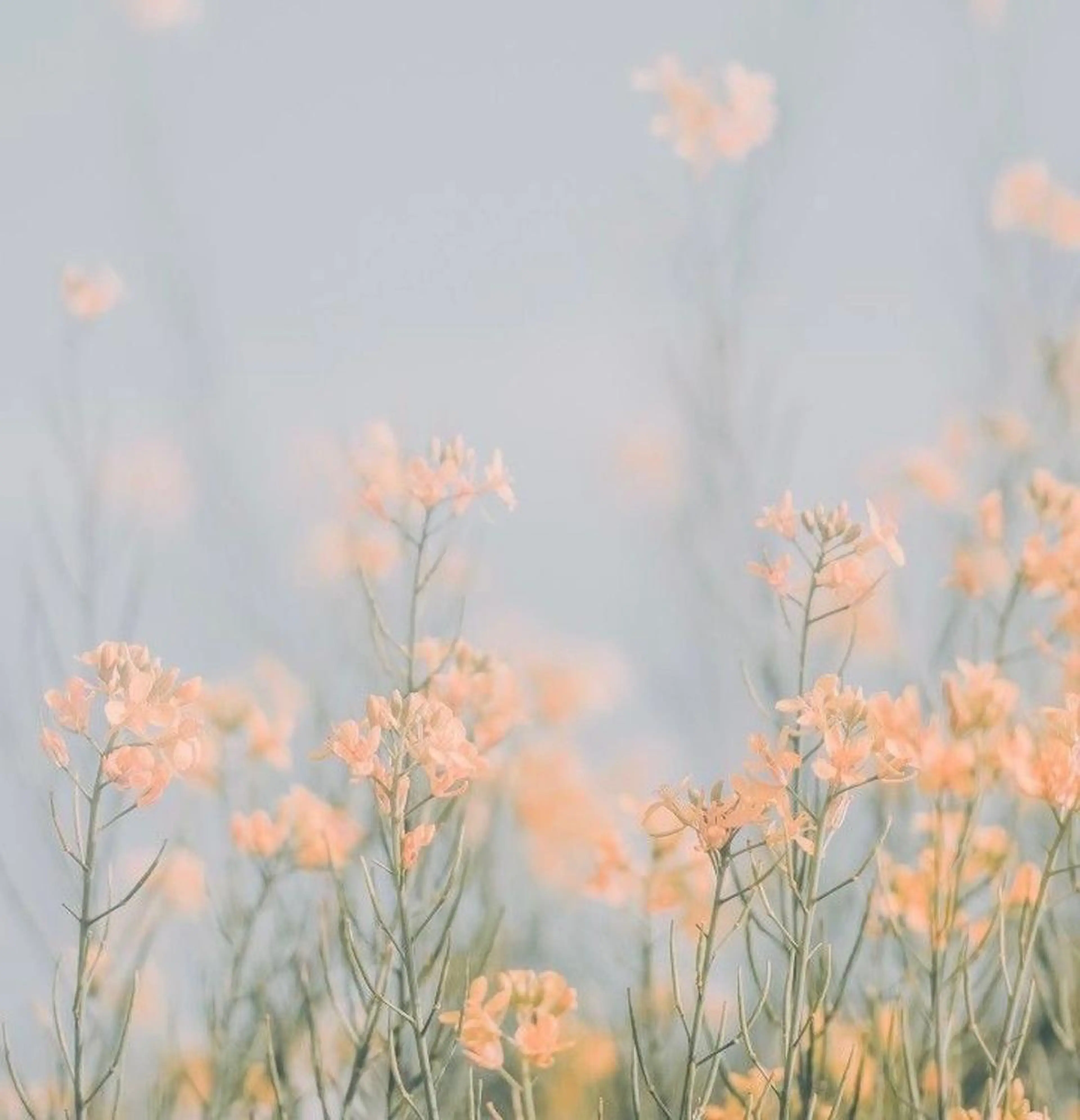 silo所属・silo MOKA 顔周りカット🦦のヘアスタイル