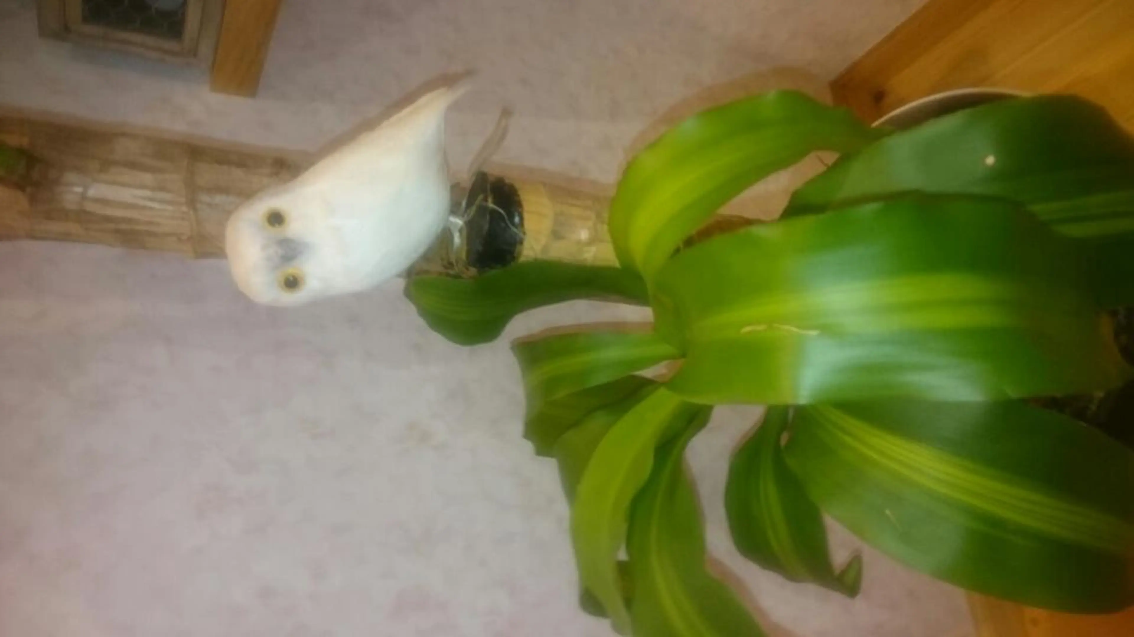 メナード水戸見川店　MENARD所属・黒坂 リカのその他イメージ