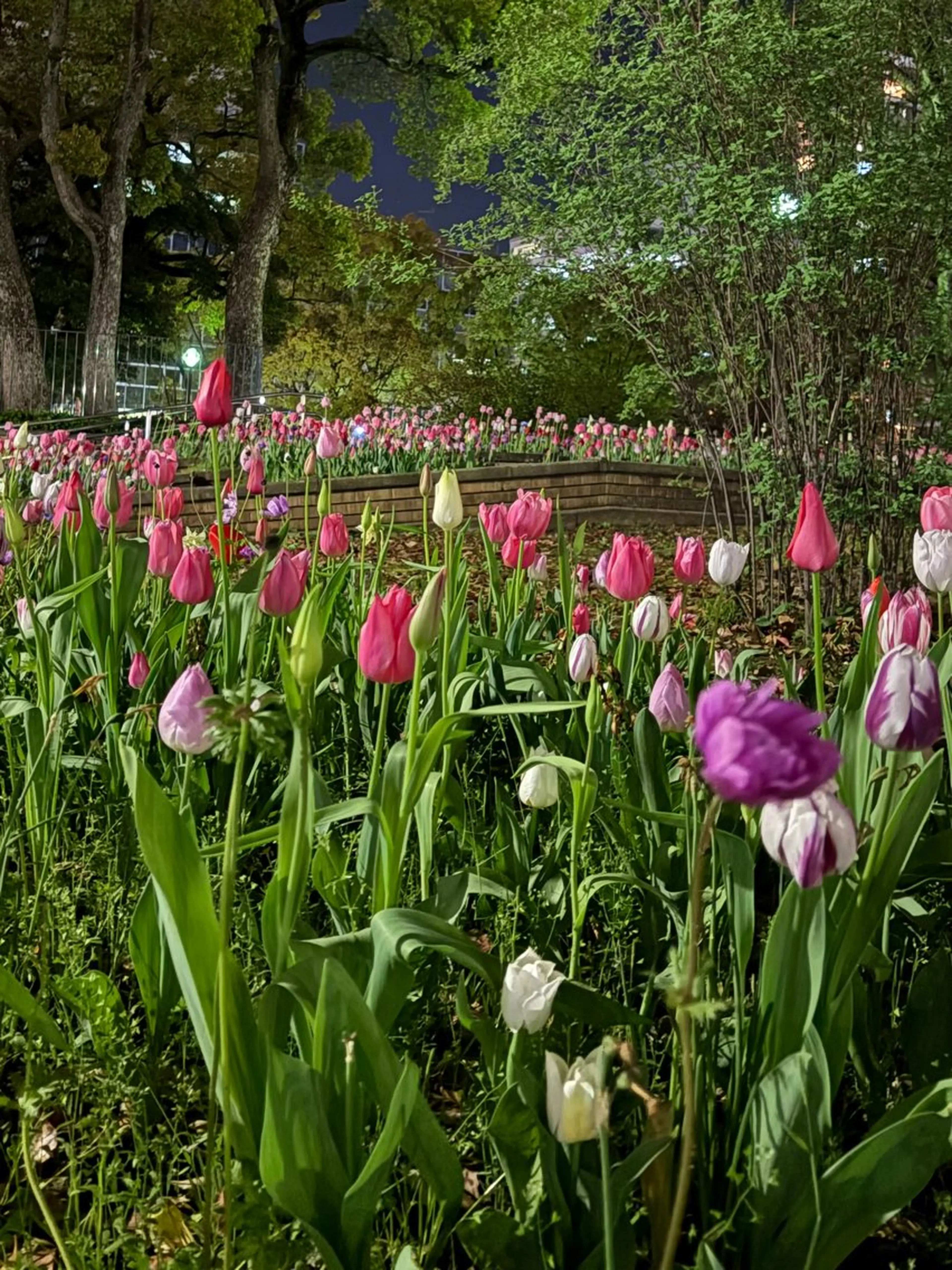 Yu-ka🌼*･ カラーモデル募集❣️のヘアスタイル