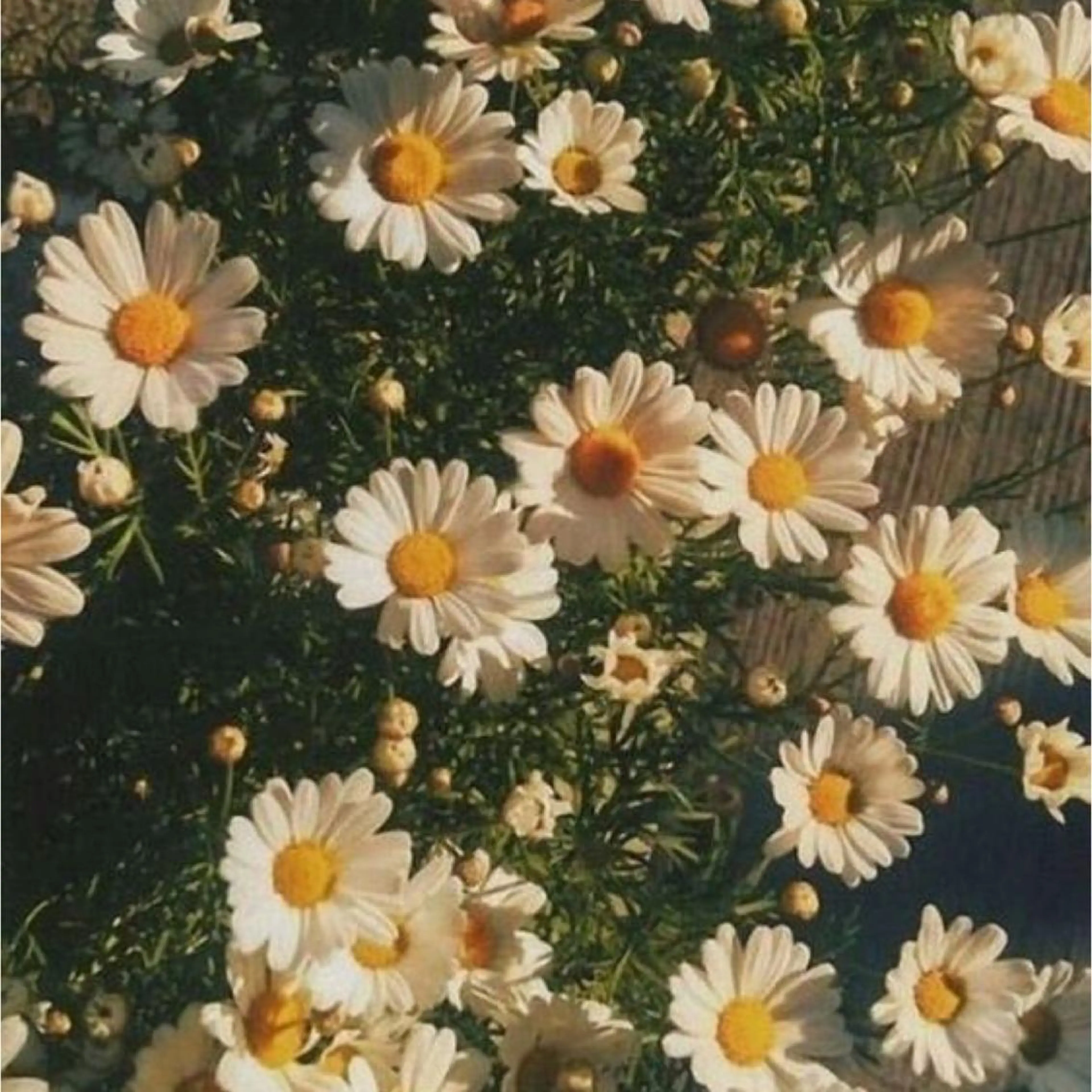 ネイル nicolenail /emureのネイルデザイン