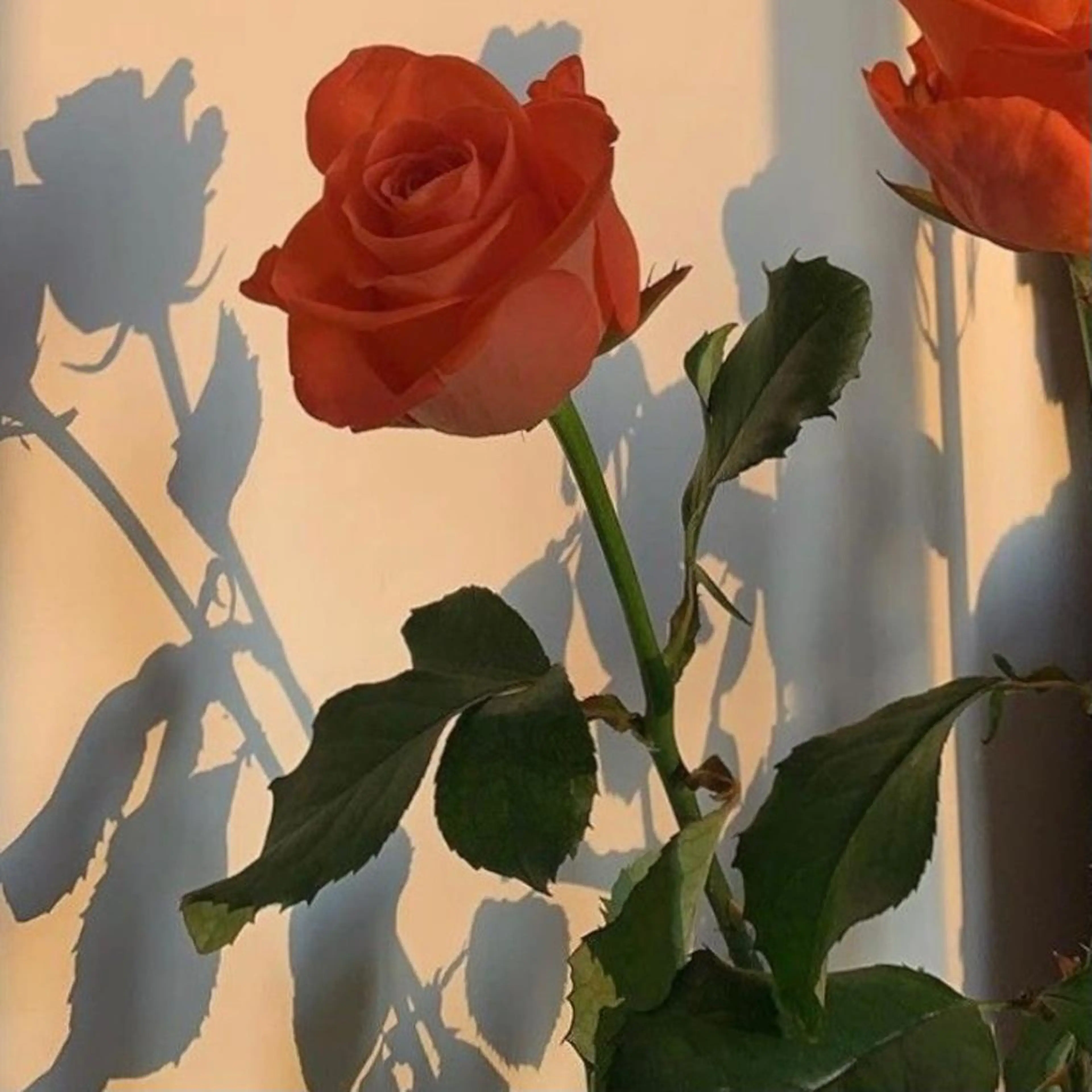 Iwasaki Nene☾店長のマツエク・マツパデザイン