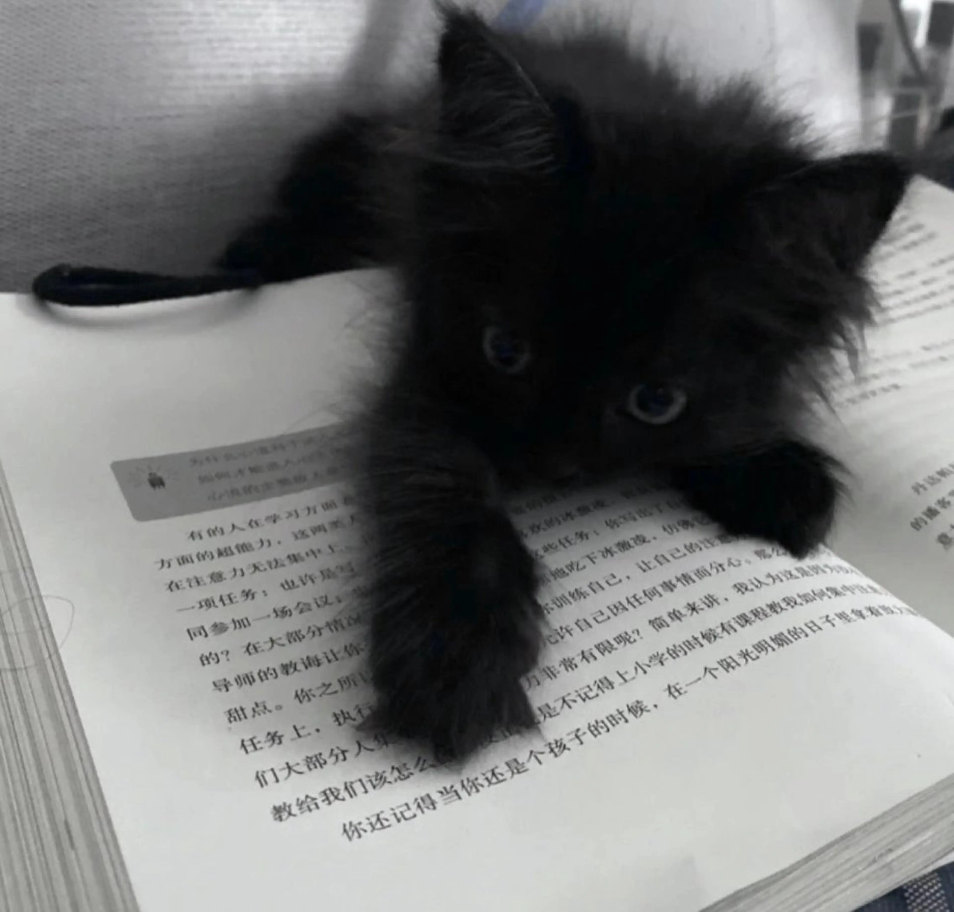 🐾 Tamaki 🐾のマツエク・マツパデザイン