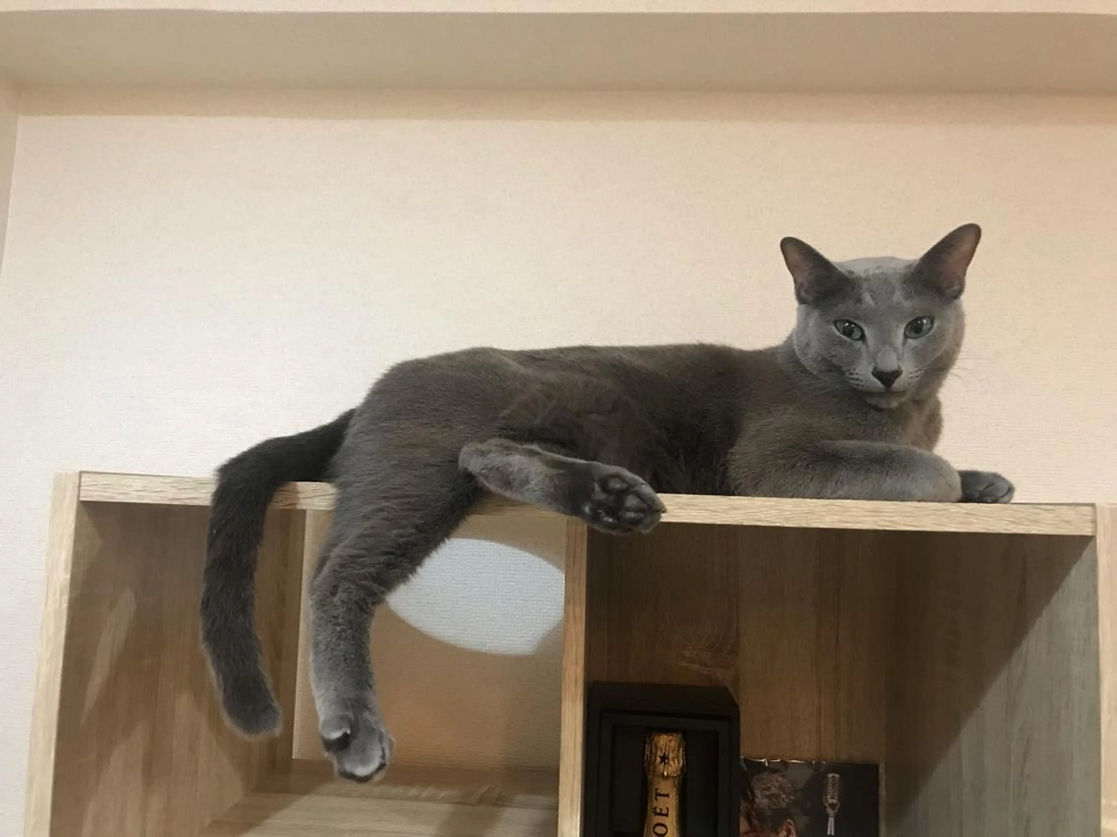 ショート カラー パーマ ヘアアレンジ メンズ キッズ ネイル マツエク・マツパ アイブロウ アニメ,Vオタク× 即効痩せエステサロンのエステ・リラクイメージ