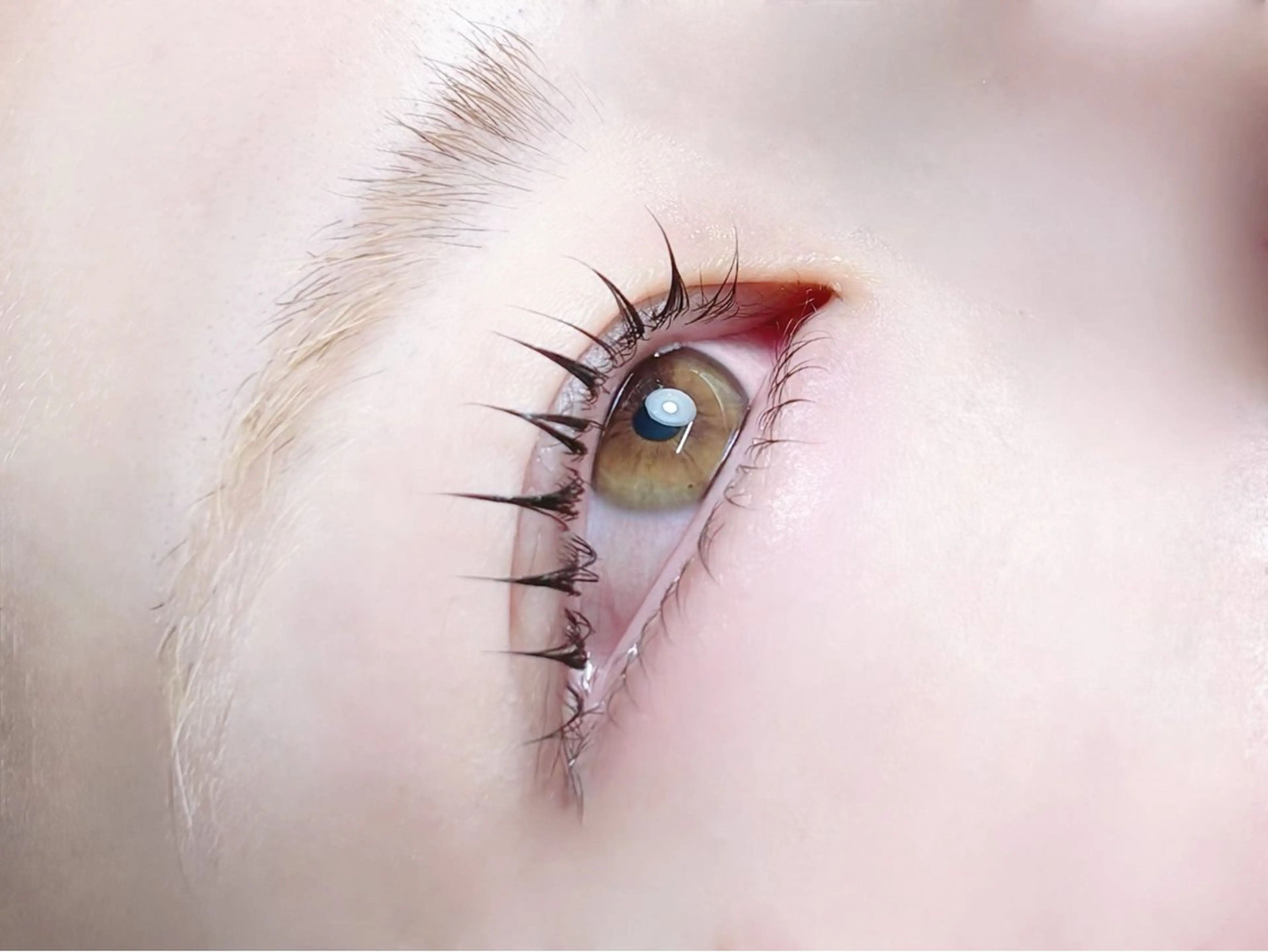 🎀minimo限定🎀12月限定🐼ラッシュリフト　上下（まつげパーマ上下）の写真