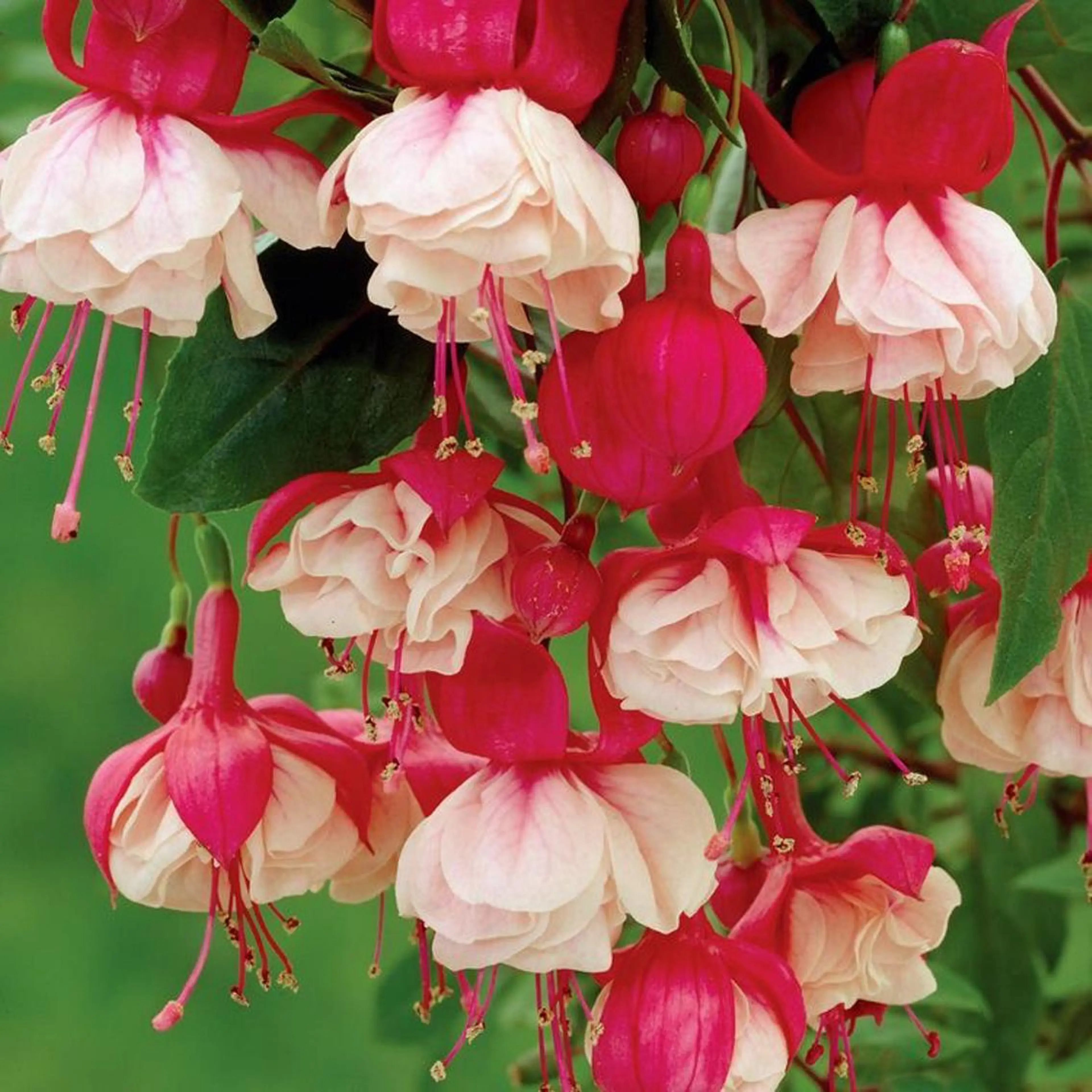 nail atelier new moon所属・森 貴子のネイルデザイン