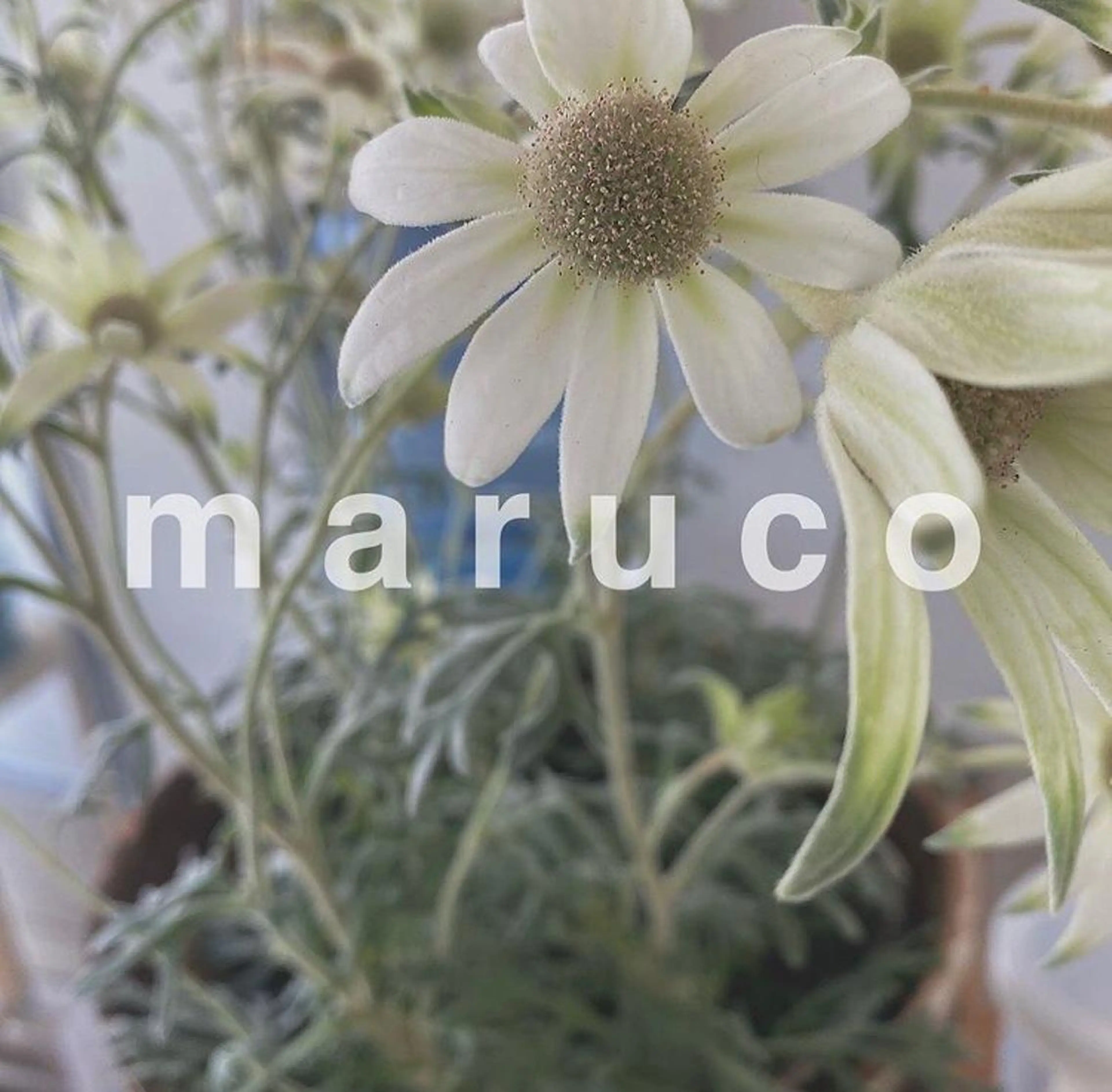 マツエク・マツパ マツパ なかむら 🪡の眉毛・アイブロウイメージ