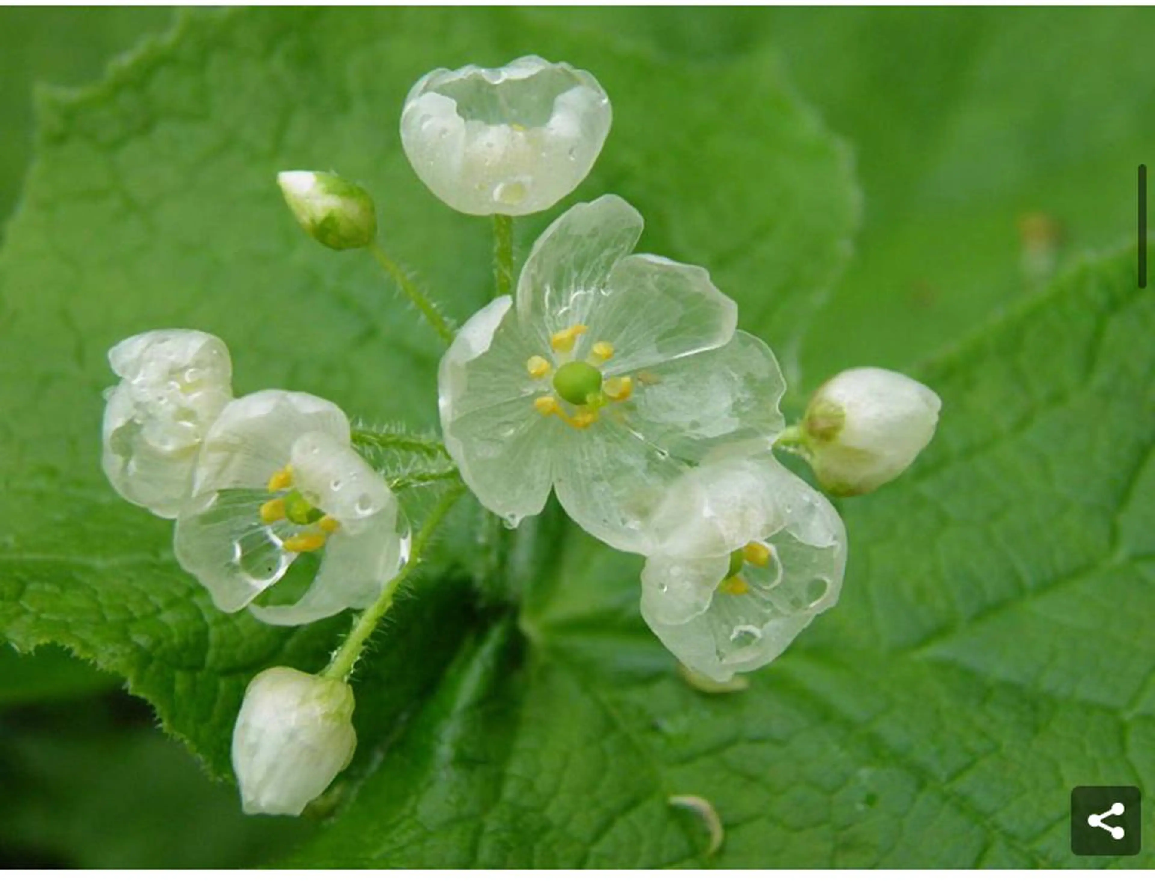 ネイル nail atelier new moon所属・森 貴子のネイルデザイン