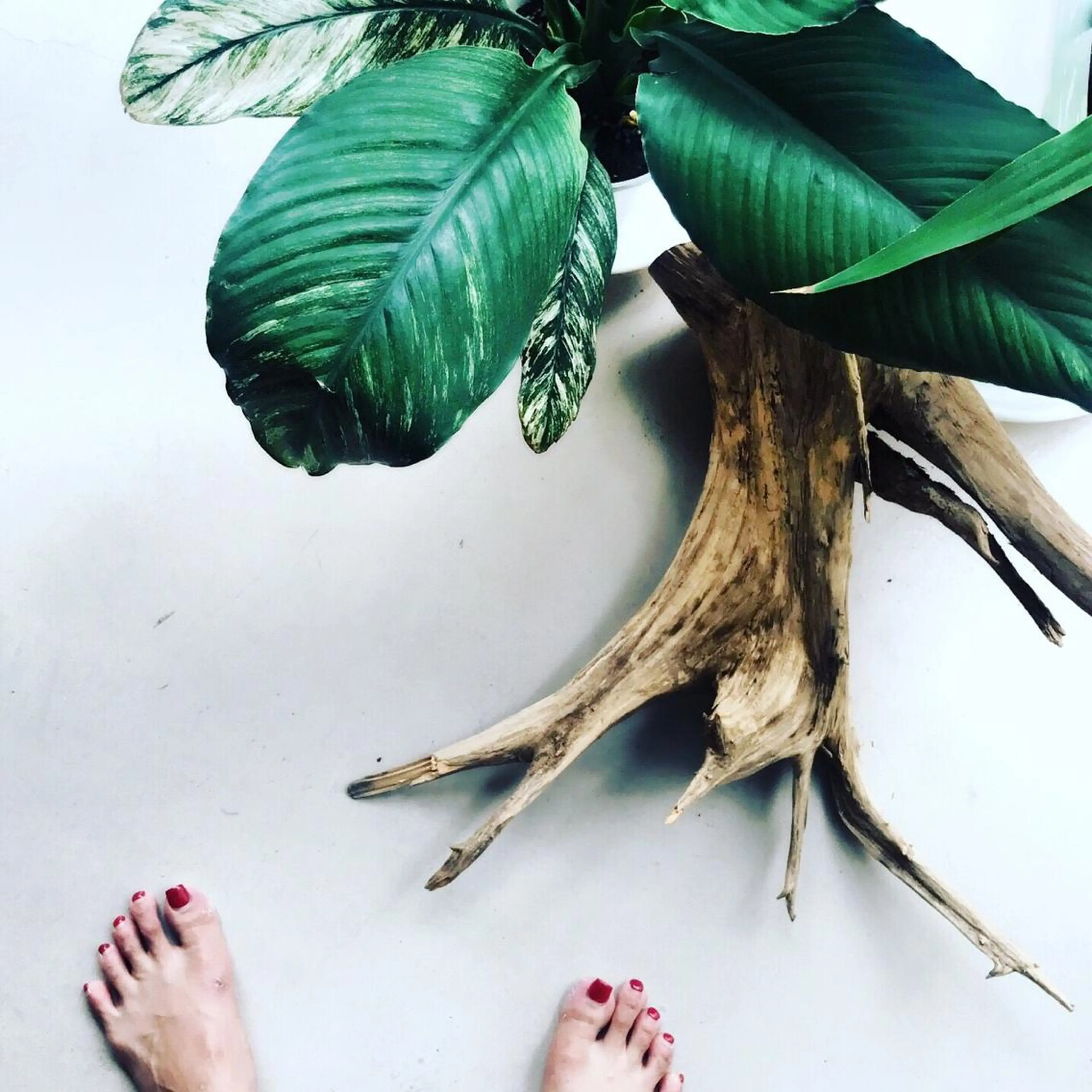 ネイル フットネイル ワンカラーネイル The  Next...所属・TheNext kitahorieのネイルデザイン