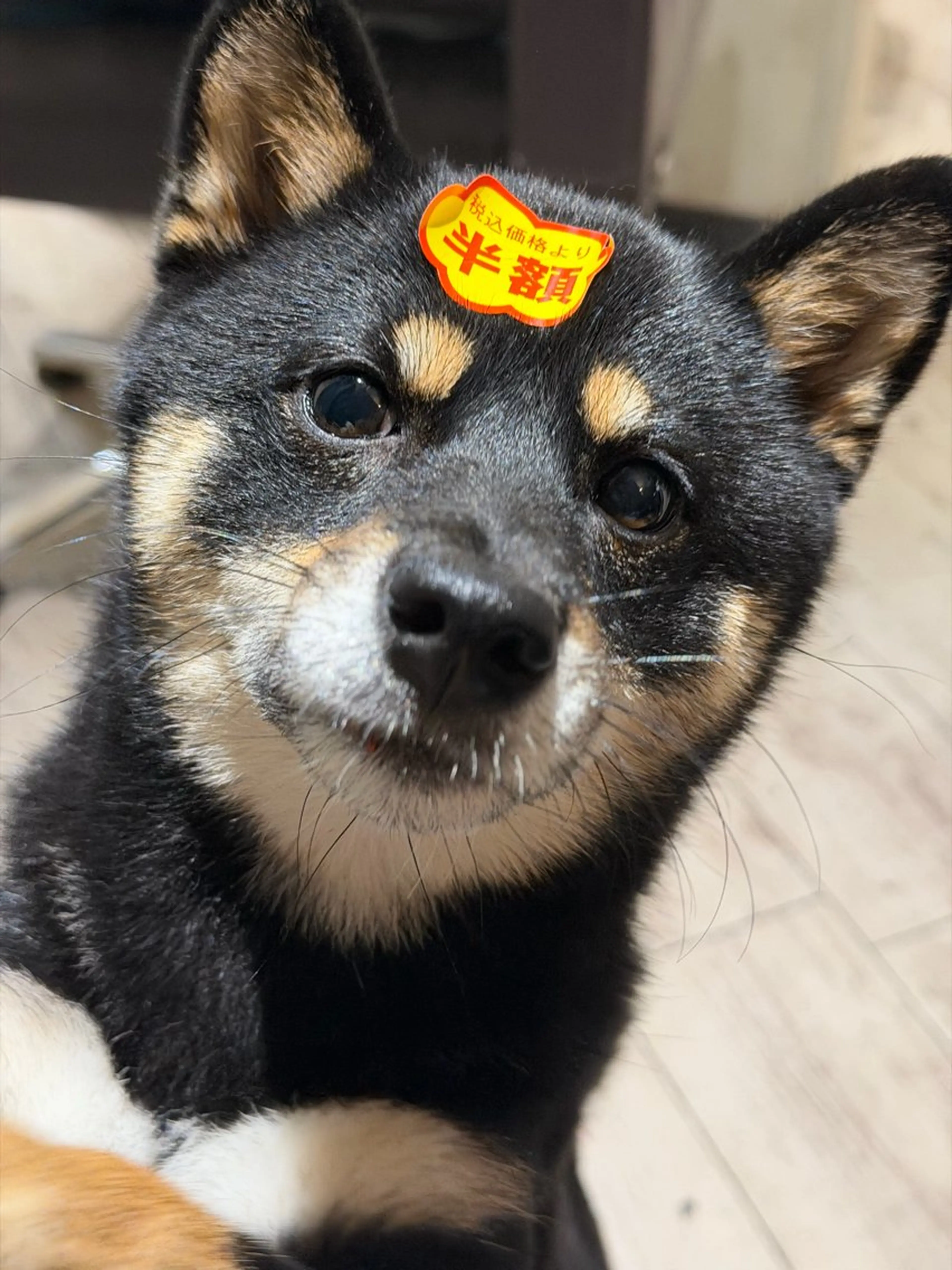 期間限定　水素×TOKIOインカラミ5STEP  長さを変えない質感調整カットの写真