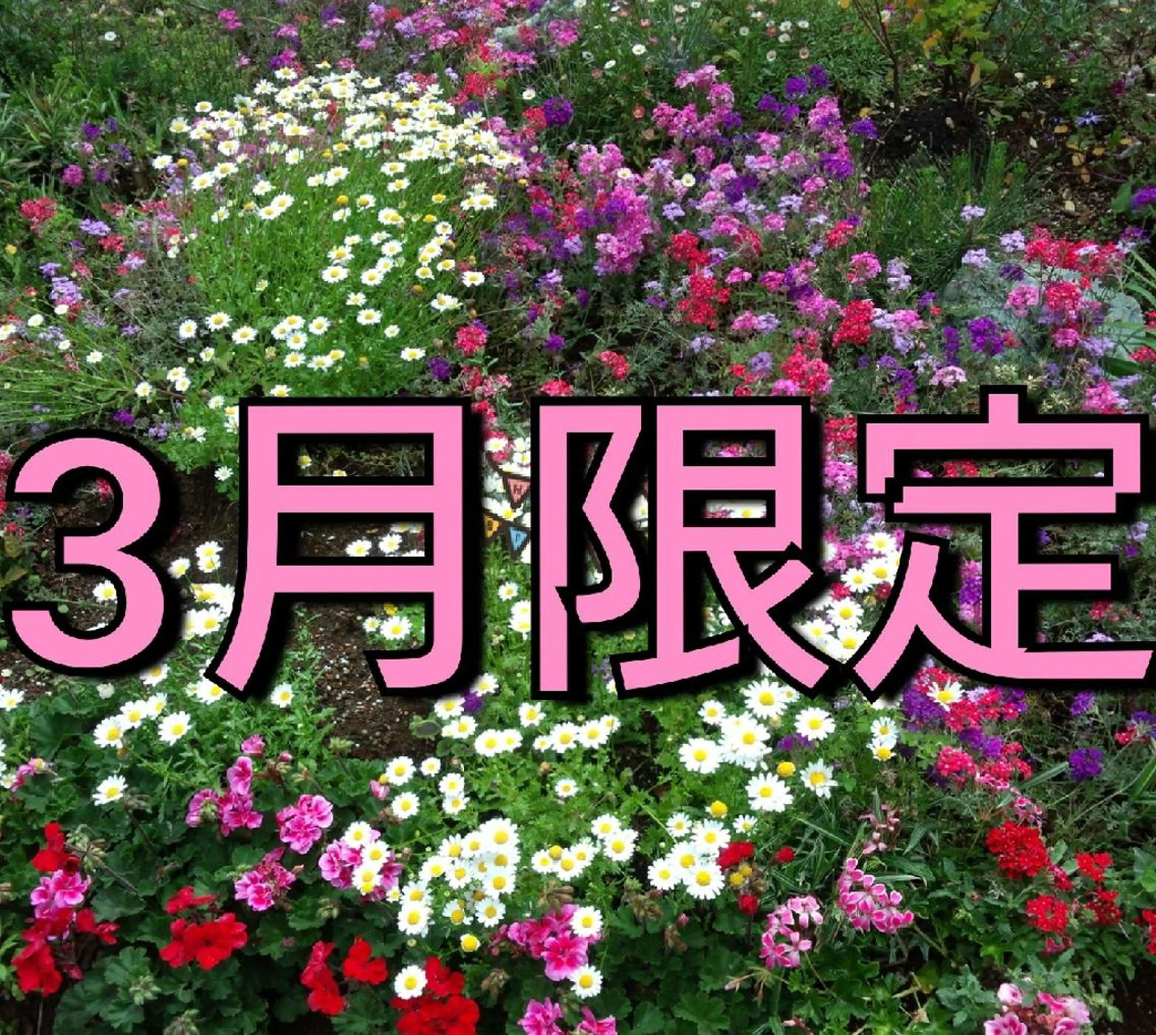 ãã€ã« ðåœæ¥ãOKð ð³ðŒðµðšè±äºã®ãã€ã«ãã¶ã€ã³