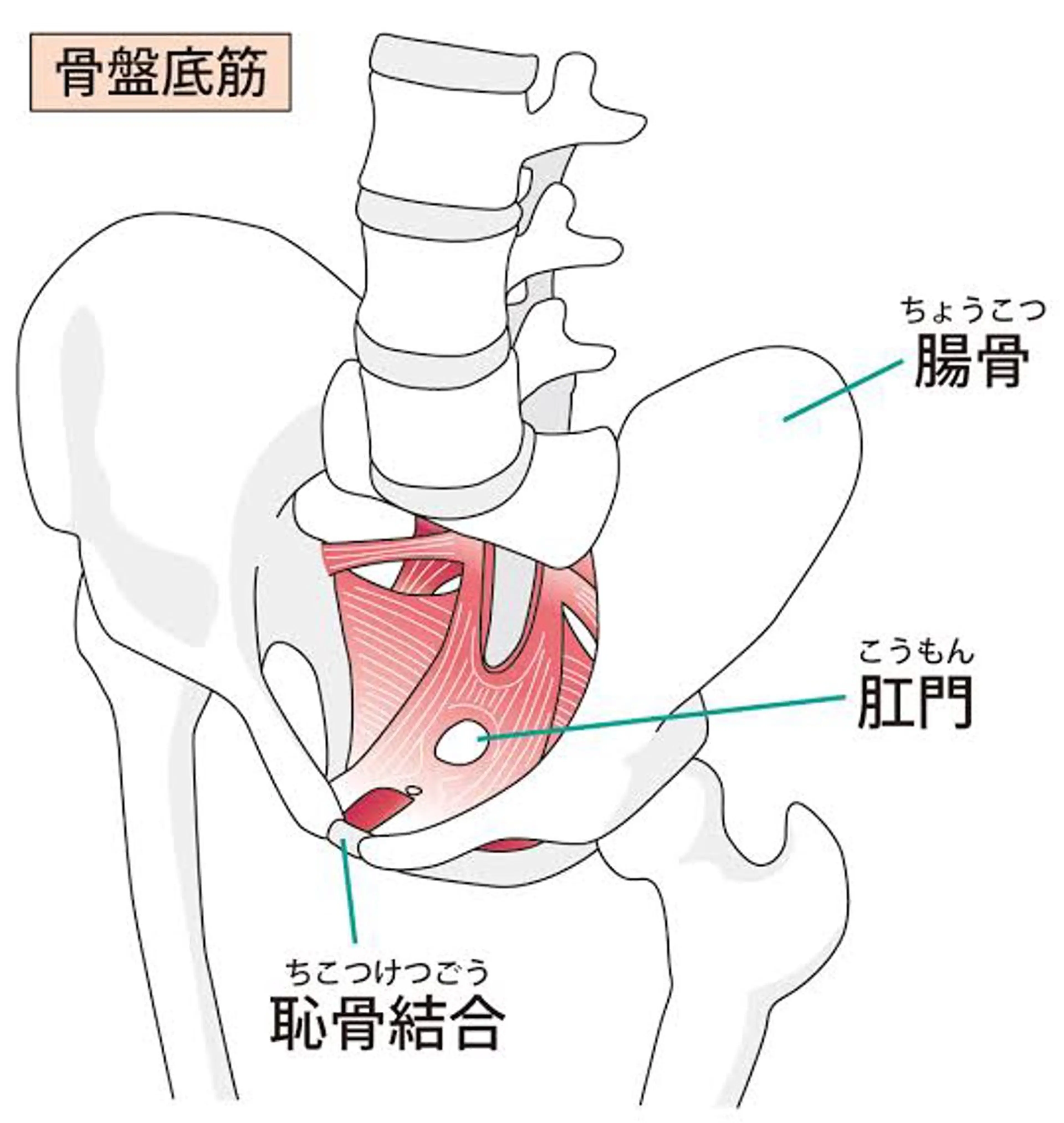 〈自律神経の乱れに◎〉全身もみほぐし＋骨盤底筋ケア　70分の写真