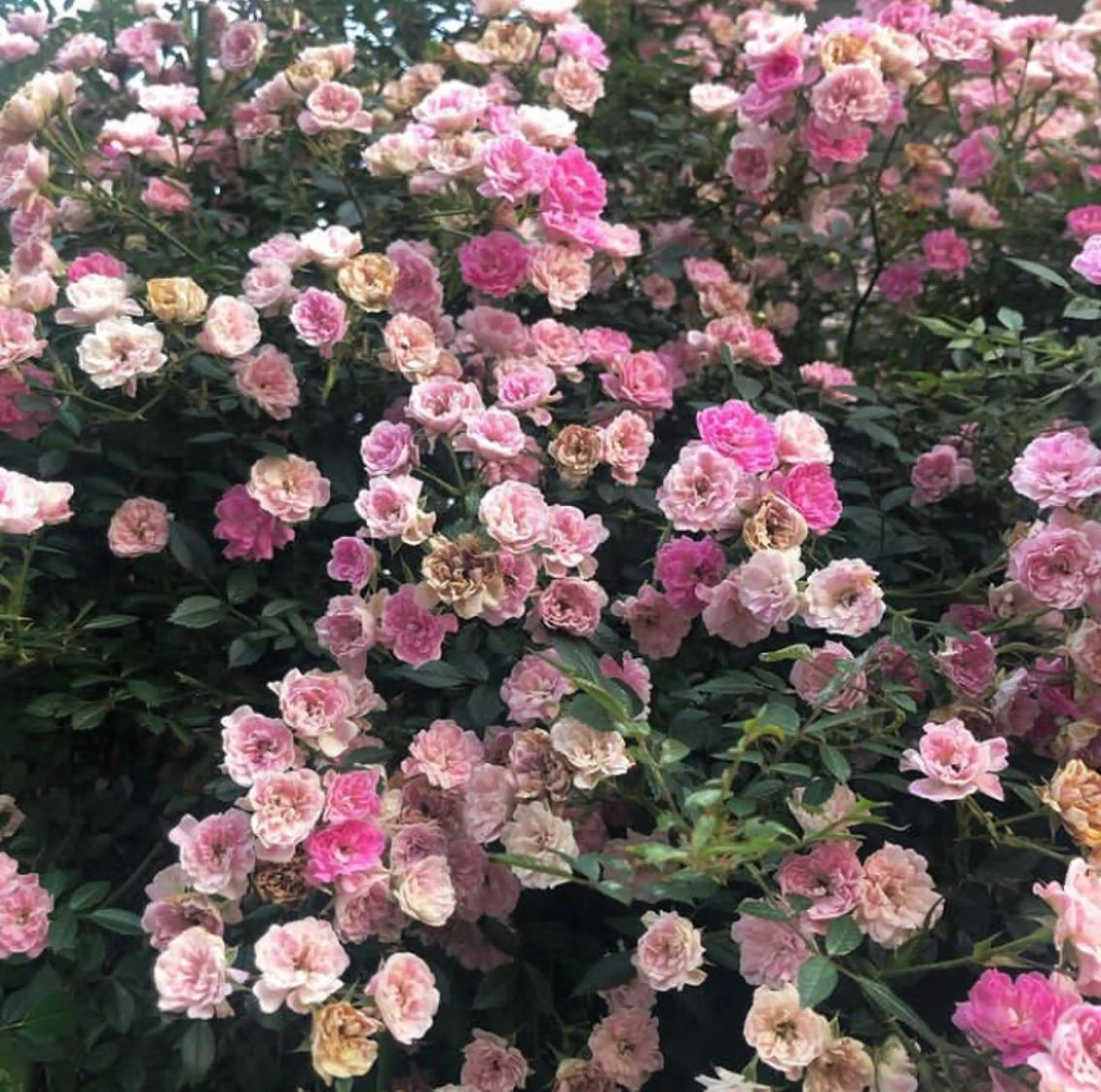 ミディアム カラー パーマ ヘアアレンジ メンズ キッズ カット ヘアカラー トリートメント GOTODAY SHAiRE SALON (原宿本店)所属・stylist 🎀 kanaのその他イメージ