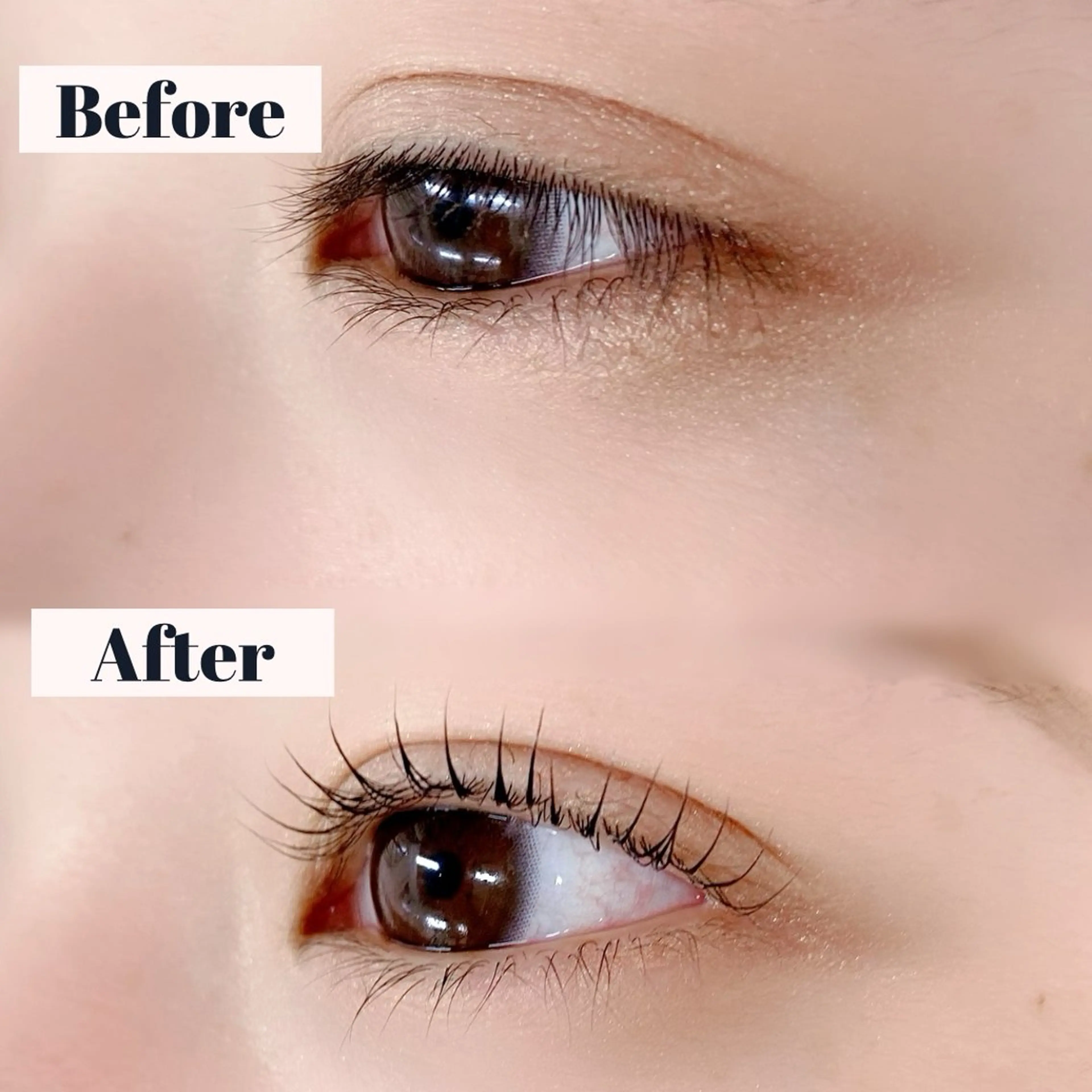 🌷パリジェンヌ🌷コーティング 付🌷の写真