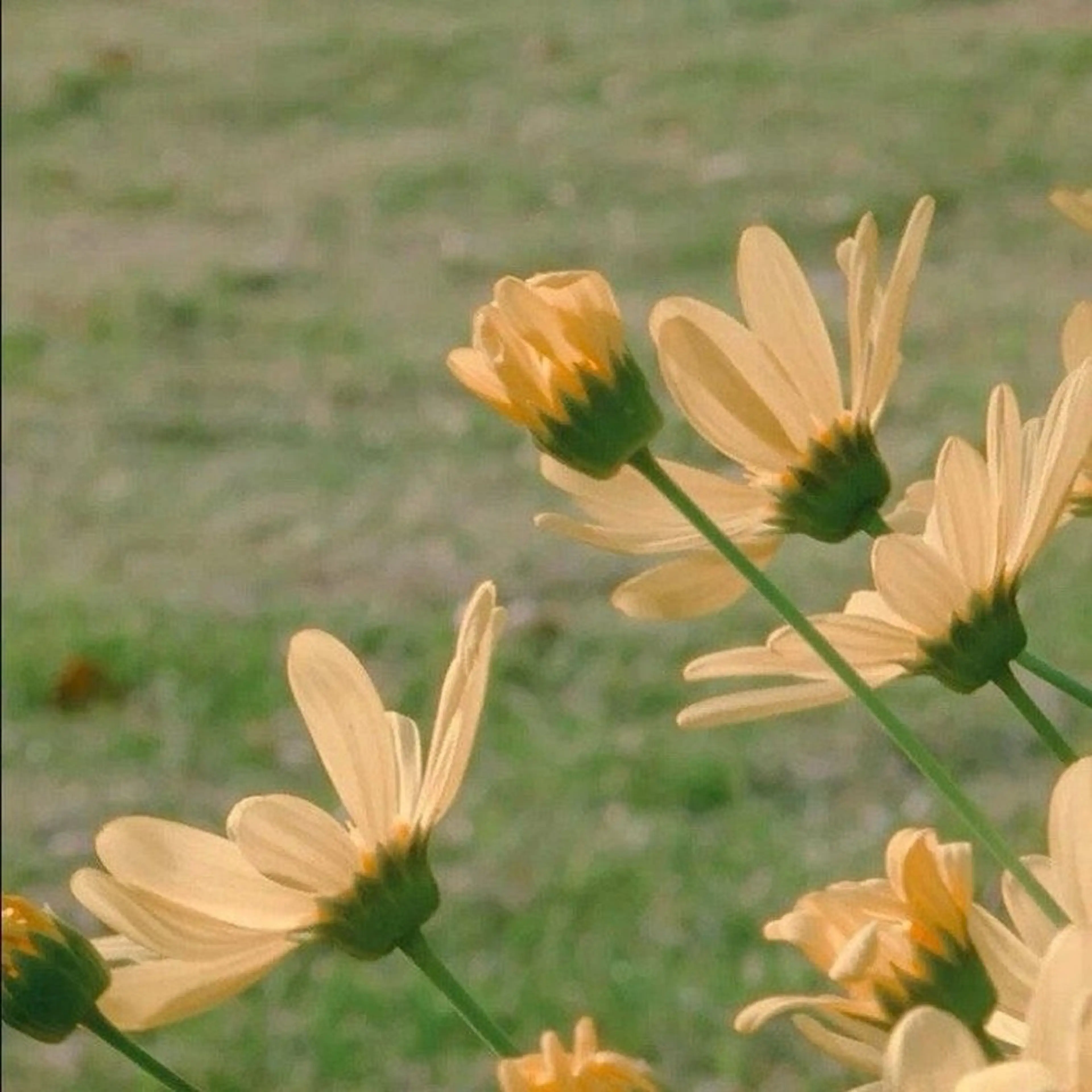 ネイル salon mowa所属・mowa 🌿‬ kanaのネイルデザイン