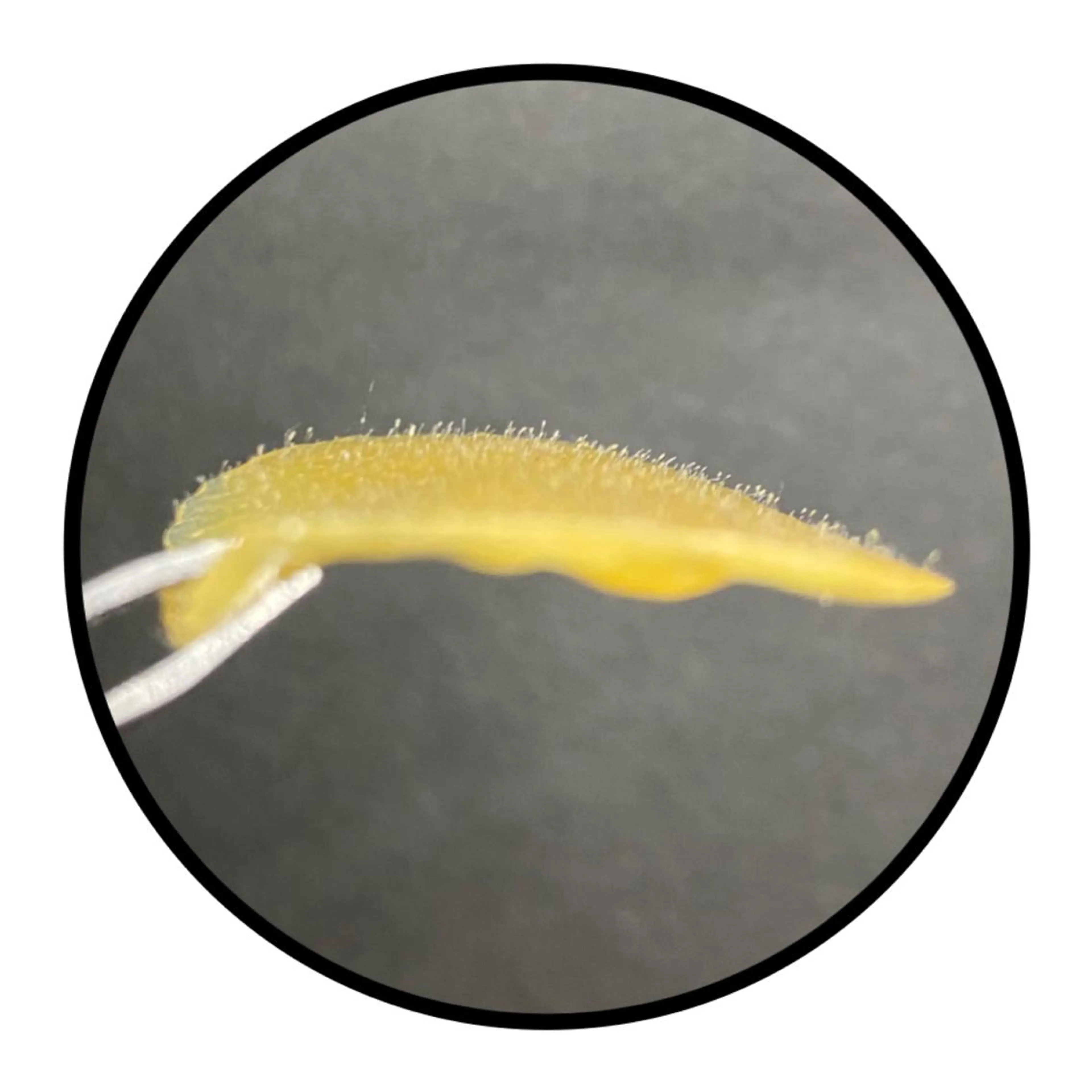 エステ リラク 韓国肌管理 【毛穴専科】のエステ・リラクイメージ