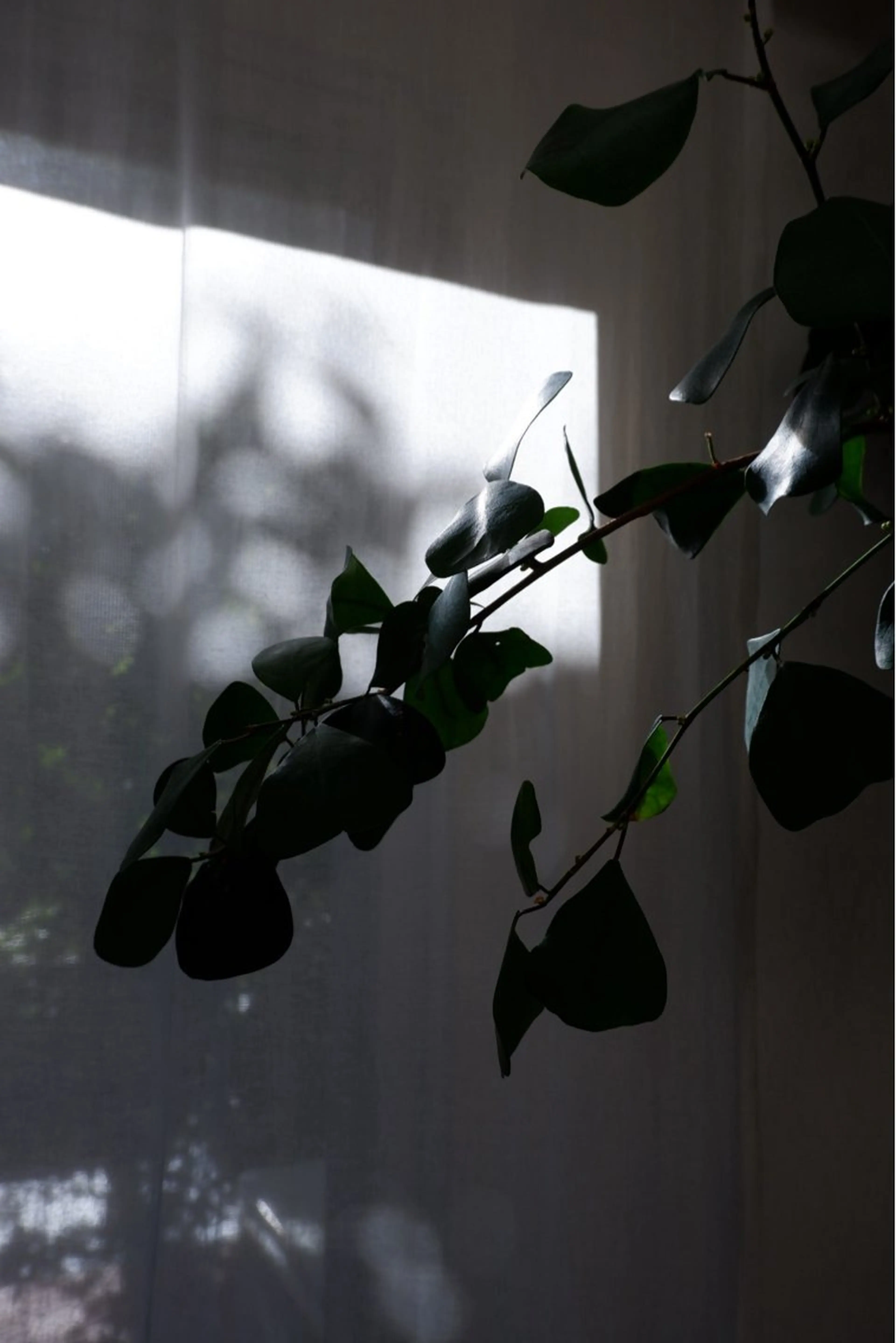 パーソナルカラー診断 骨格・顔診断🪞カナのその他イメージ