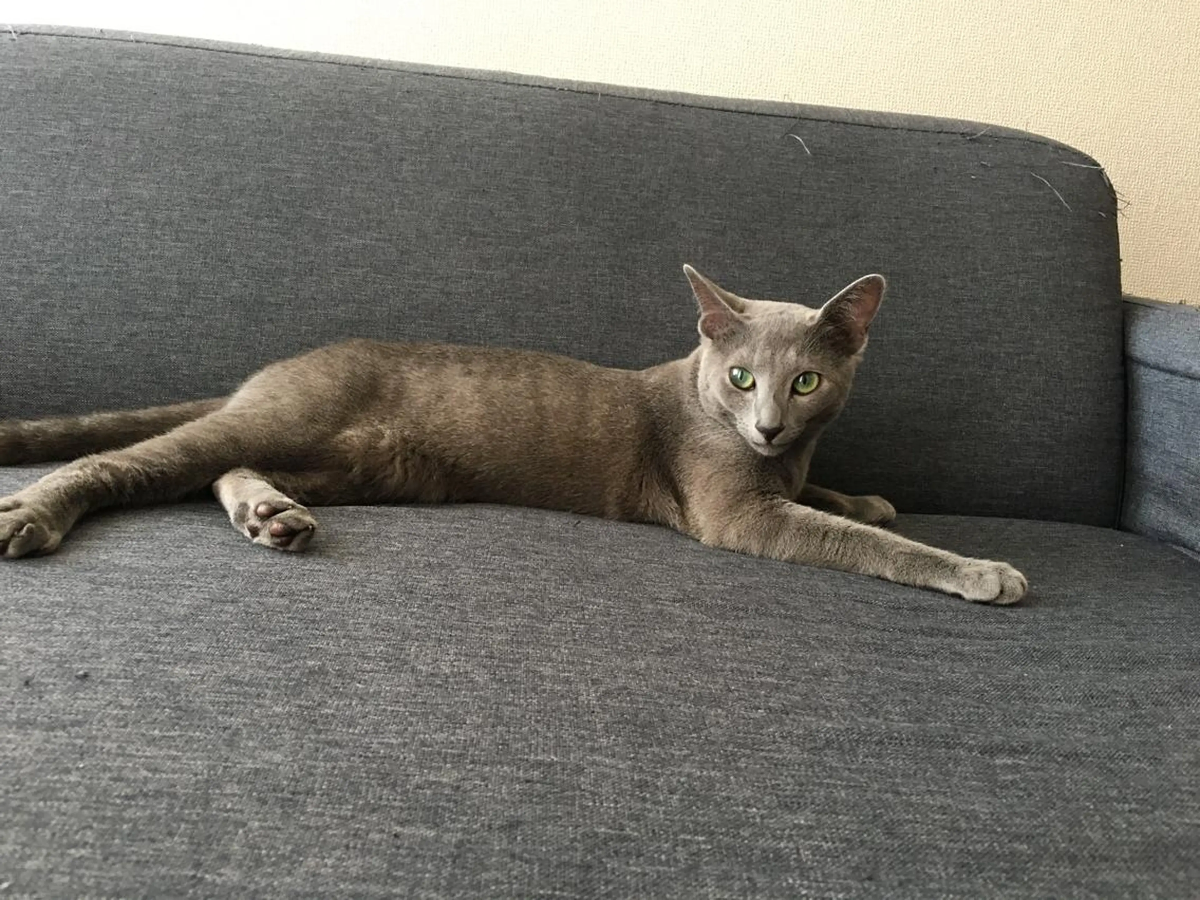 ショート カラー パーマ ヘアアレンジ メンズ キッズ ネイル マツエク・マツパ アニメ,Vオタク× 即効痩せエステサロンのエステ・リラクイメージ