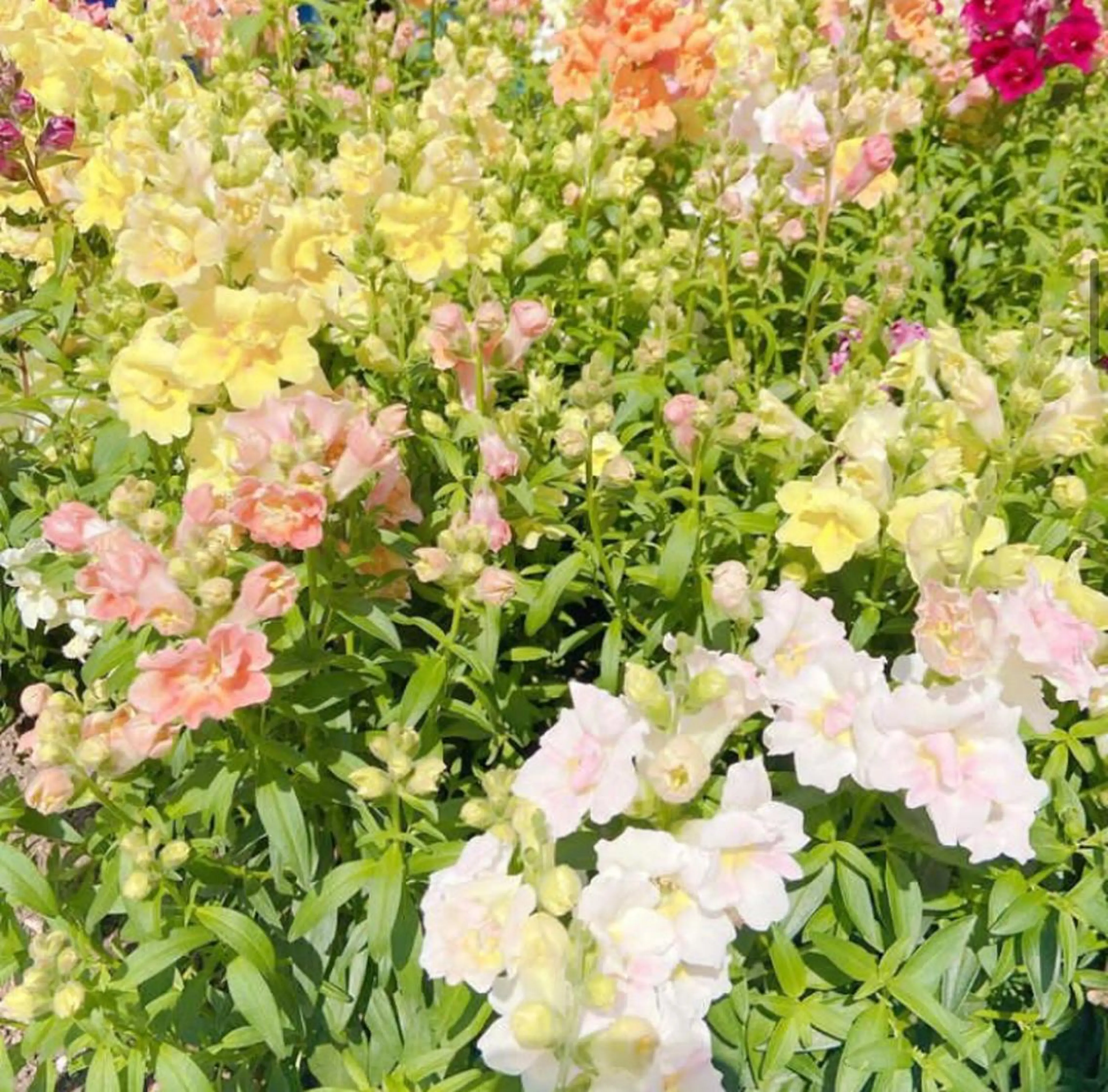 ミディアム カラー パーマ ヘアアレンジ メンズ キッズ ヘアカラー トリートメント GOTODAY SHAiRE SALON (原宿本店)所属・stylist 🎀 kanaのその他イメージ